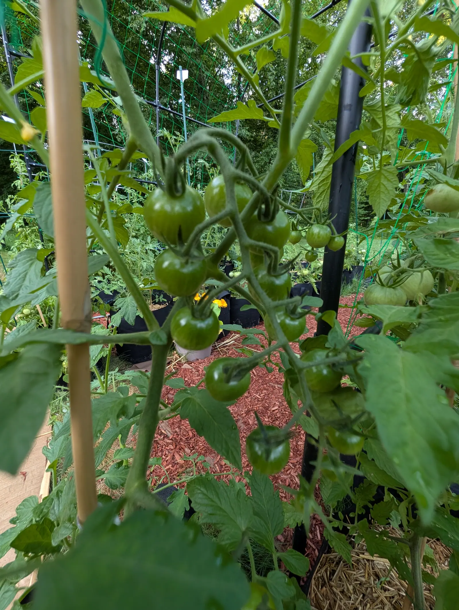 A long truss of small green cherry tomatoes hanging beside a bamboo cane, green trellis netting behind, with red-orange mulch and black grow bags below.