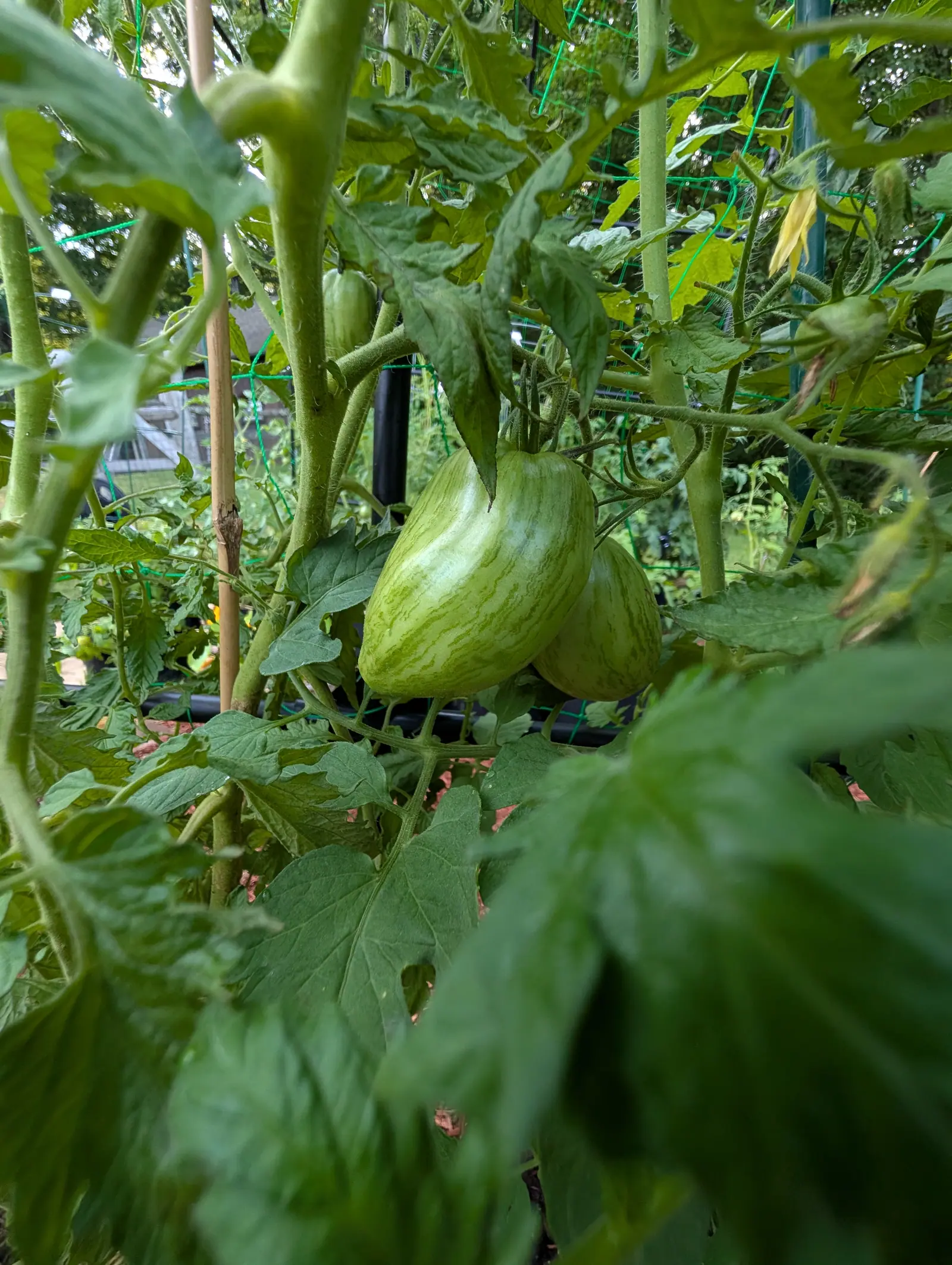 Two elongated green tomatoes with pale stripes down their sides, tapering to points, hanging in dense foliage with green netting and a black frame behind.