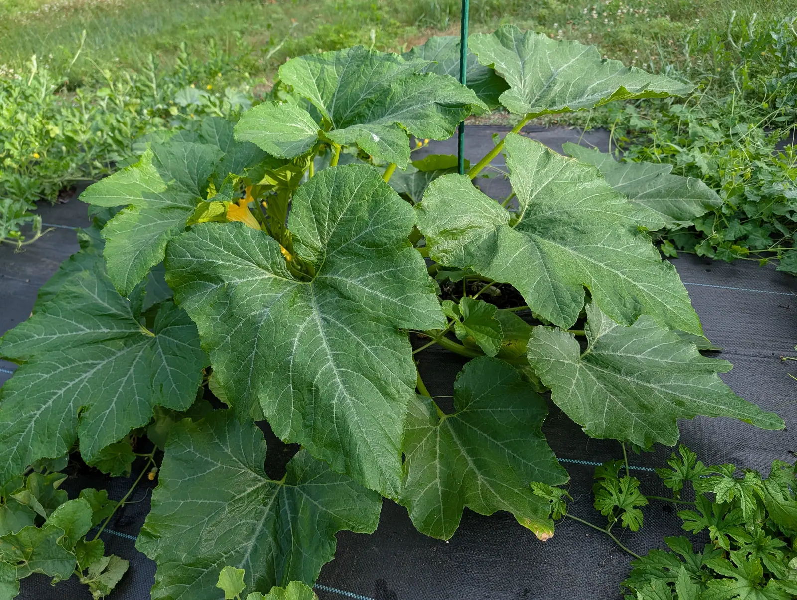 A squash plant spread wide over black woven ground fabric, broad lobed leaves veined pale, a yellow flower half-hidden at its centre and a green stake rising through it.