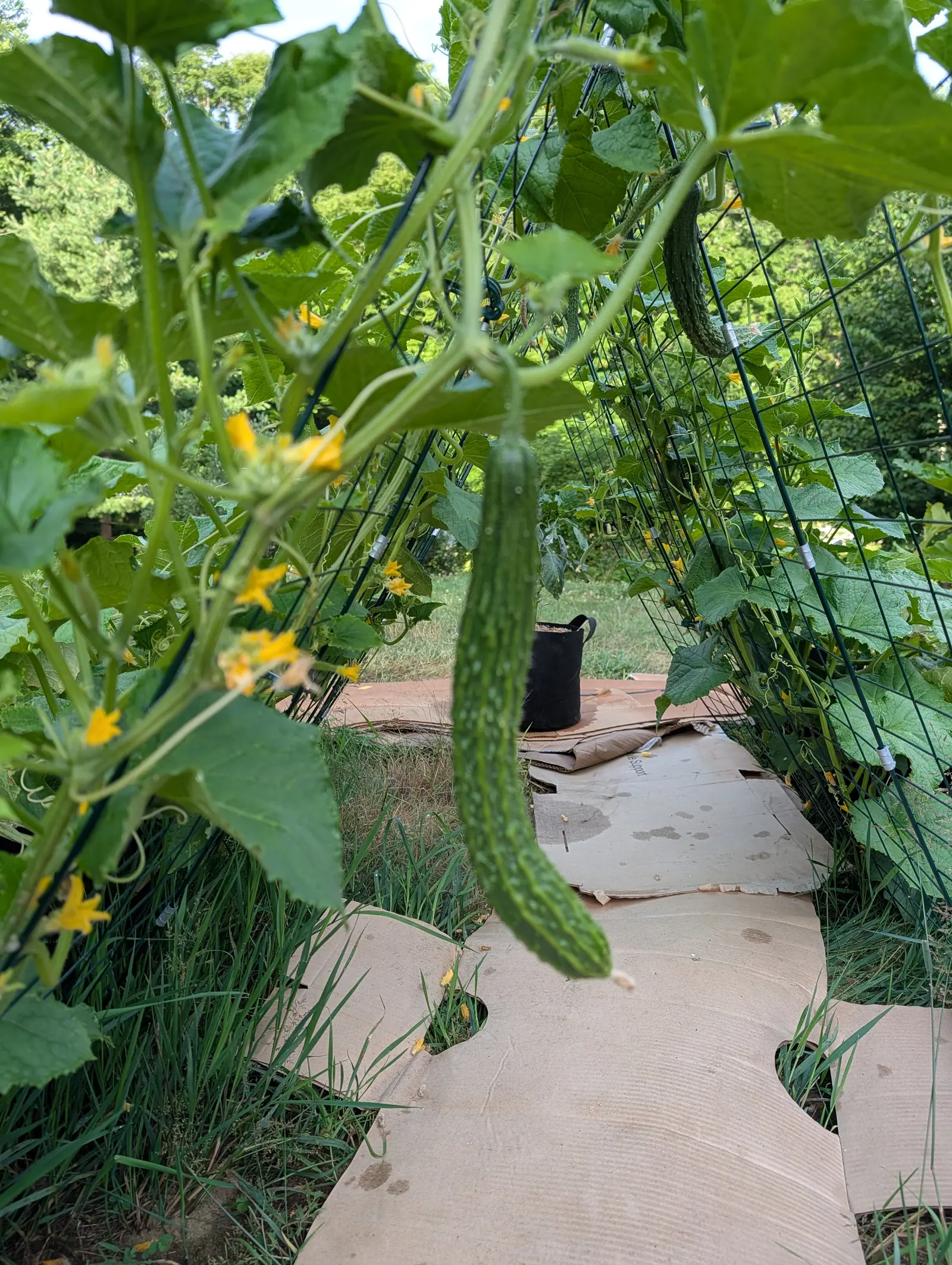 A long ribbed cucumber hanging from a vine on green wire trellis, yellow flowers along the stem, with flattened cardboard laid over the ground below.
