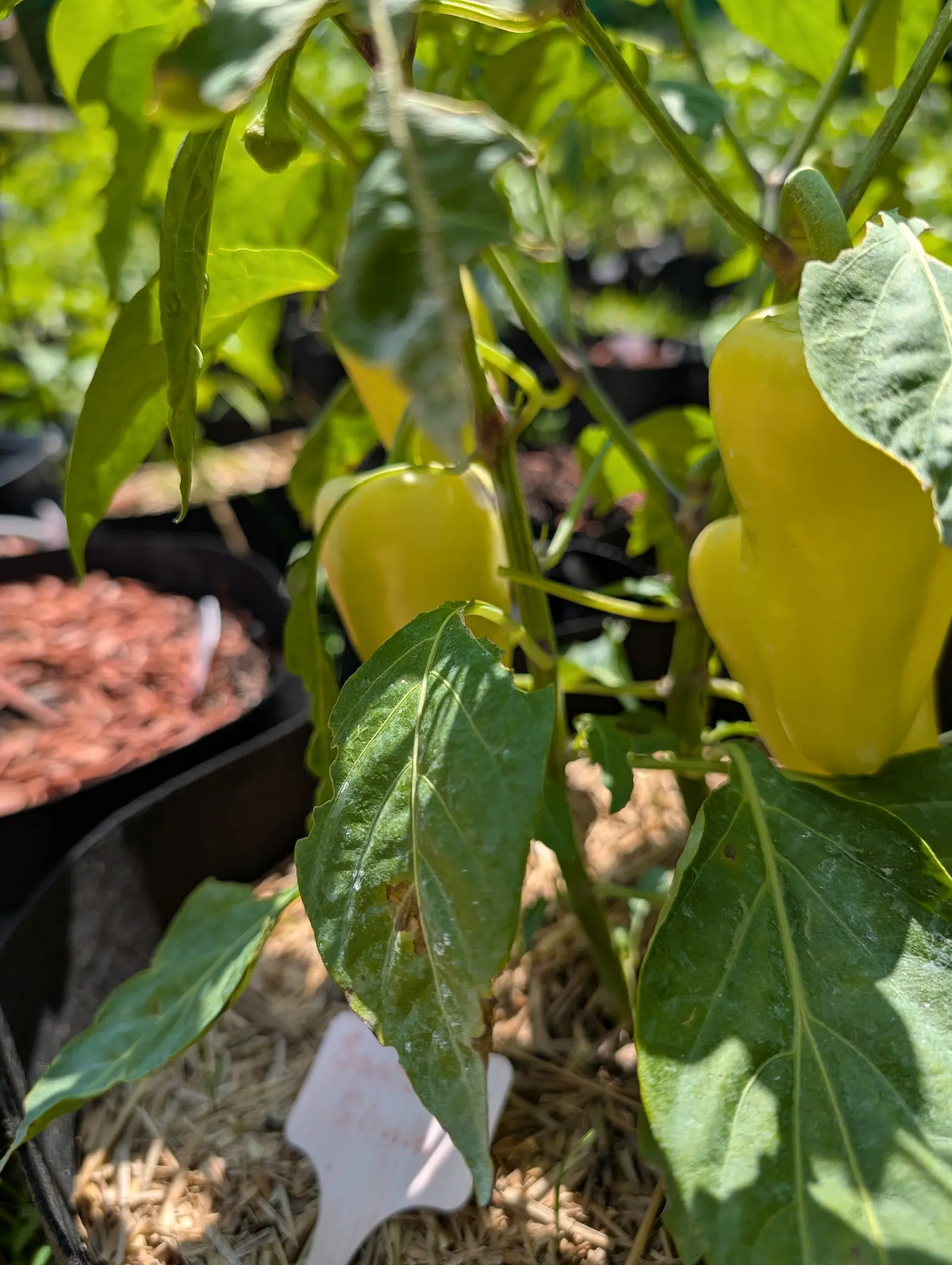 Two pale yellow peppers hanging in bright sun on a plant in straw mulch, a handwritten label below them and a black pot of red bark behind.