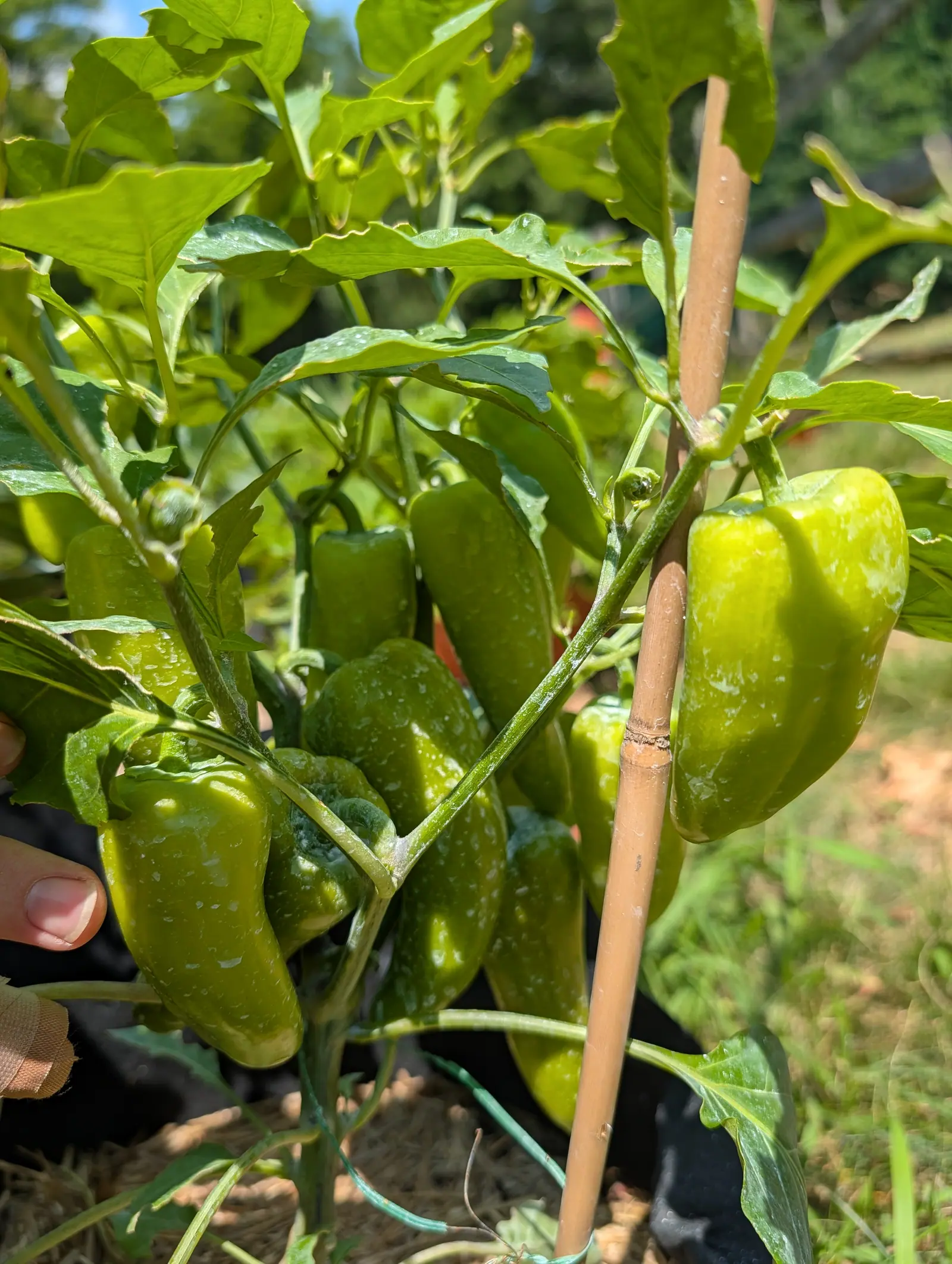A cluster of pale green blocky peppers on a plant beside a bamboo cane, a black fabric grow bag below and mown grass beyond, with a hand at the left edge of the frame.