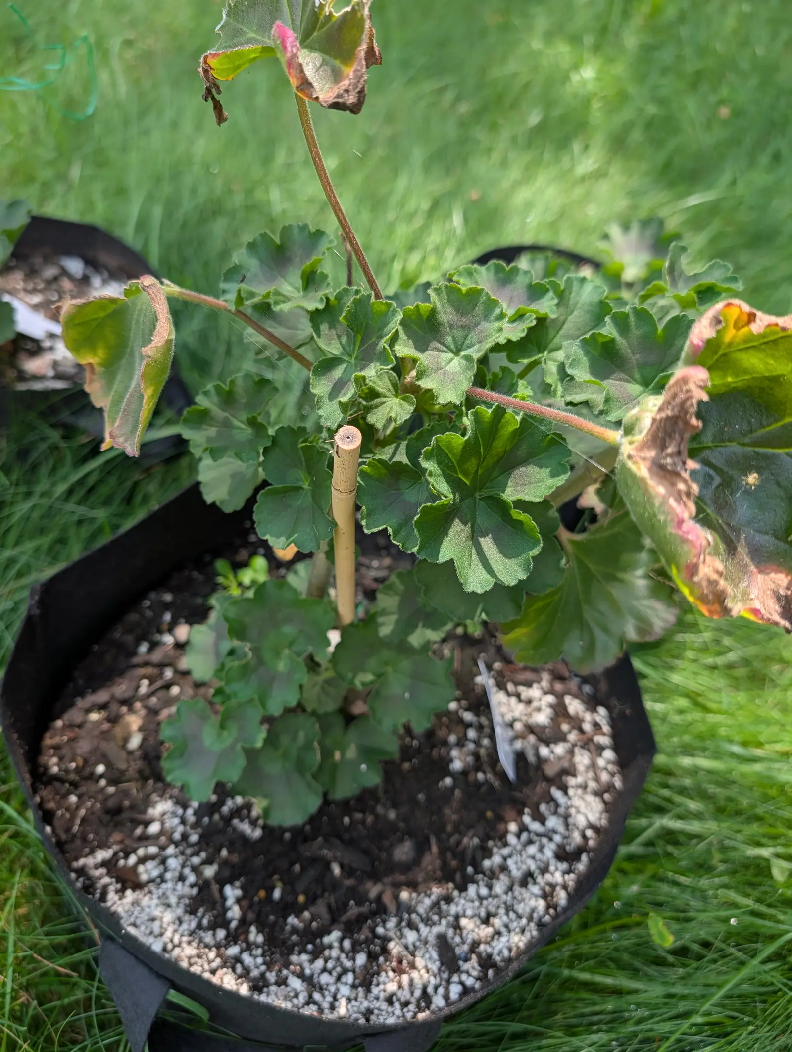 A small pelargonium in a black fabric grow bag on grass, round scalloped leaves with several browned and crisp at the edges, perlite scattered over the dark compost and a white label at the side.