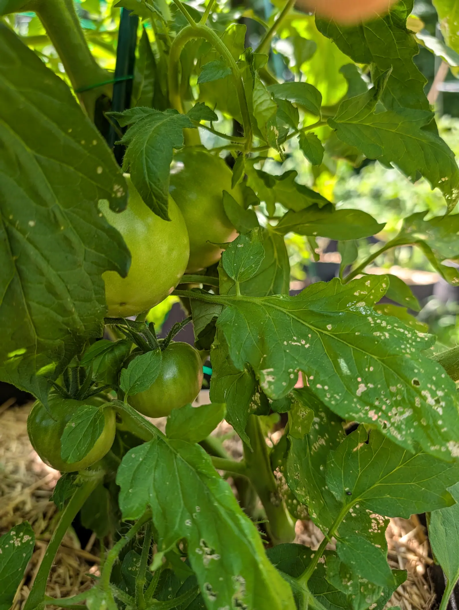 Green tomatoes ripening to pale yellow on a plant, the leaves flecked with small pale spots, straw mulch below and a hand blurred at the top edge.