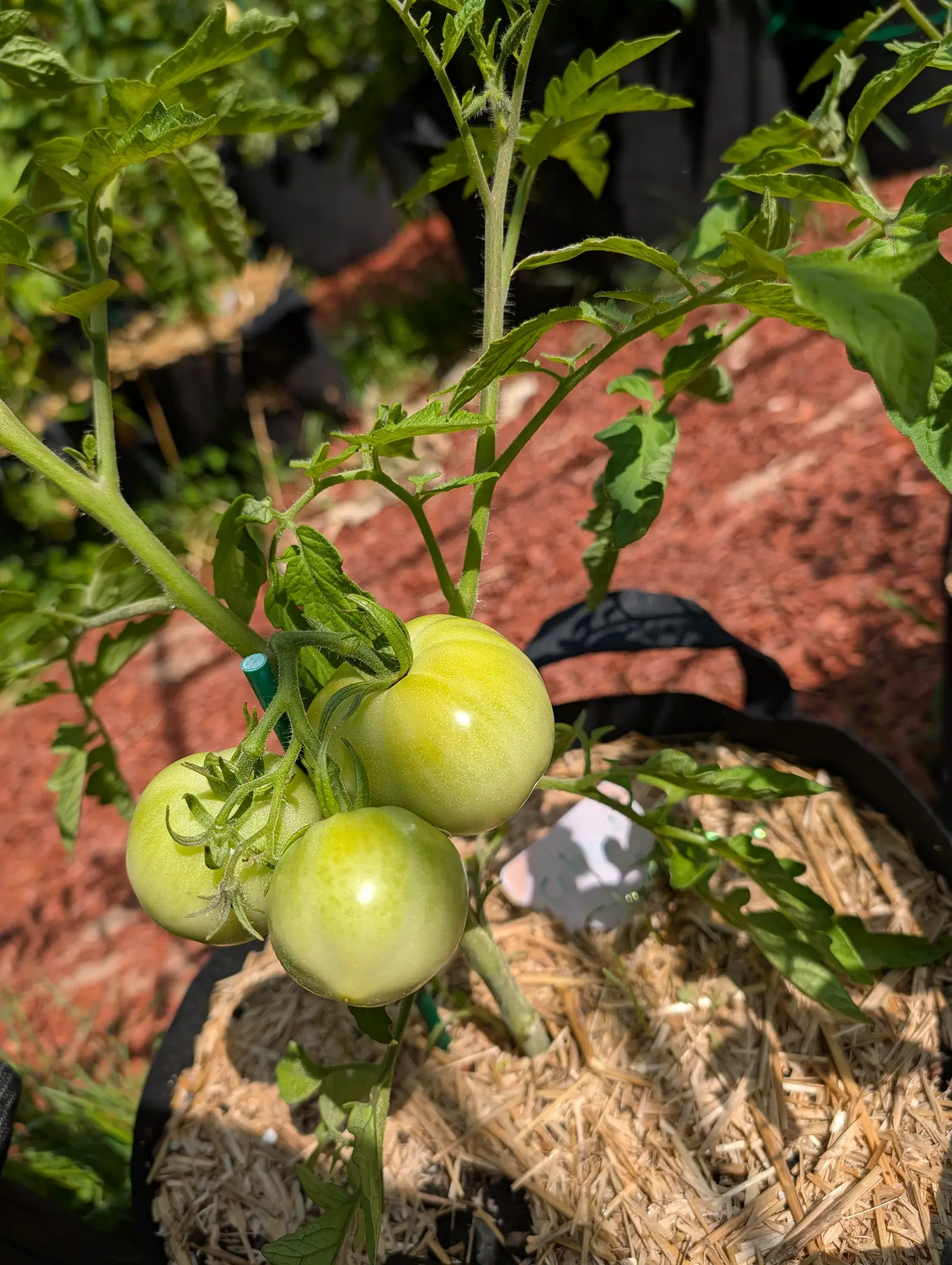 Three pale green tomatoes hanging on a truss above a black fabric grow bag of straw mulch, with red-orange mulch and a white label behind.