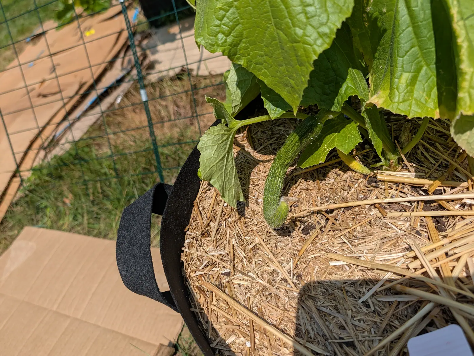 A young cucumber lying on straw mulch in a black fabric grow bag under a broad leaf, with wire fencing, flattened cardboard and paving beyond.