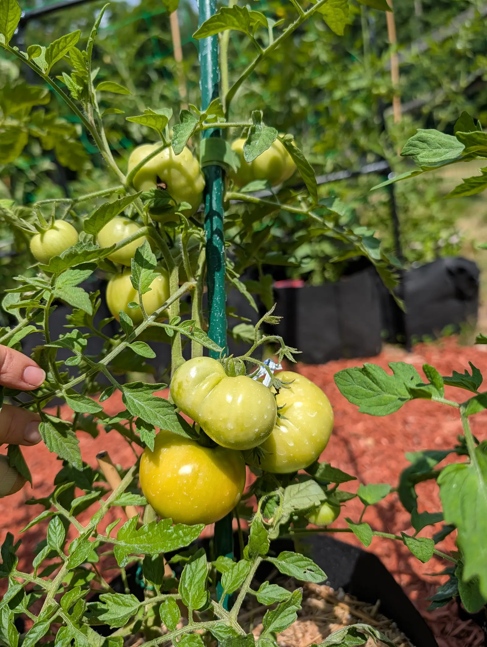 A cluster of pale green and yellowing tomatoes on a plant tied to a green metal stake, red-orange mulch and black grow bags behind, a hand at the left edge.