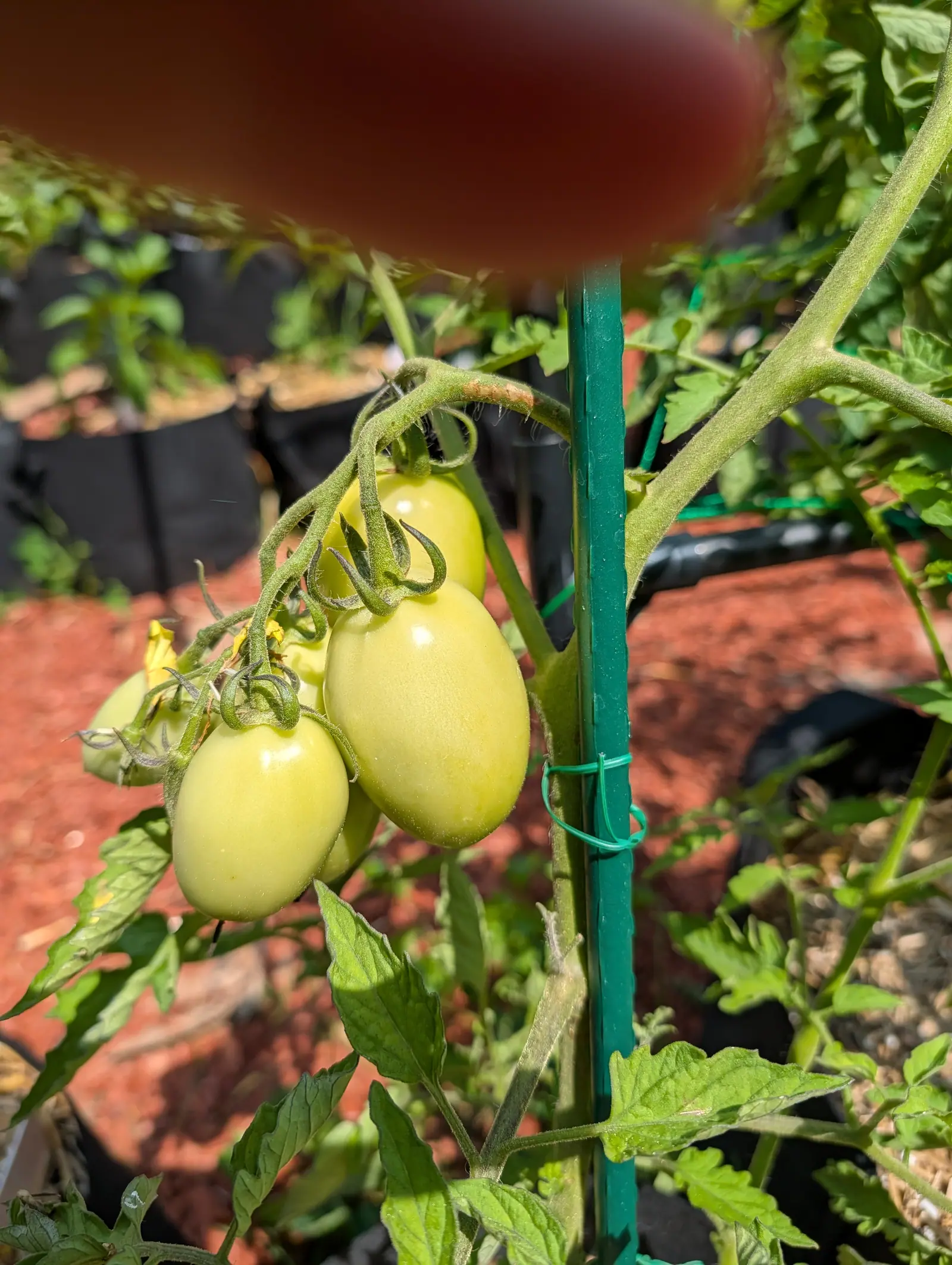 A truss of pale cream-yellow plum tomatoes hanging beside a green metal stake bound with green wire, with red-orange mulch and black grow bags behind.