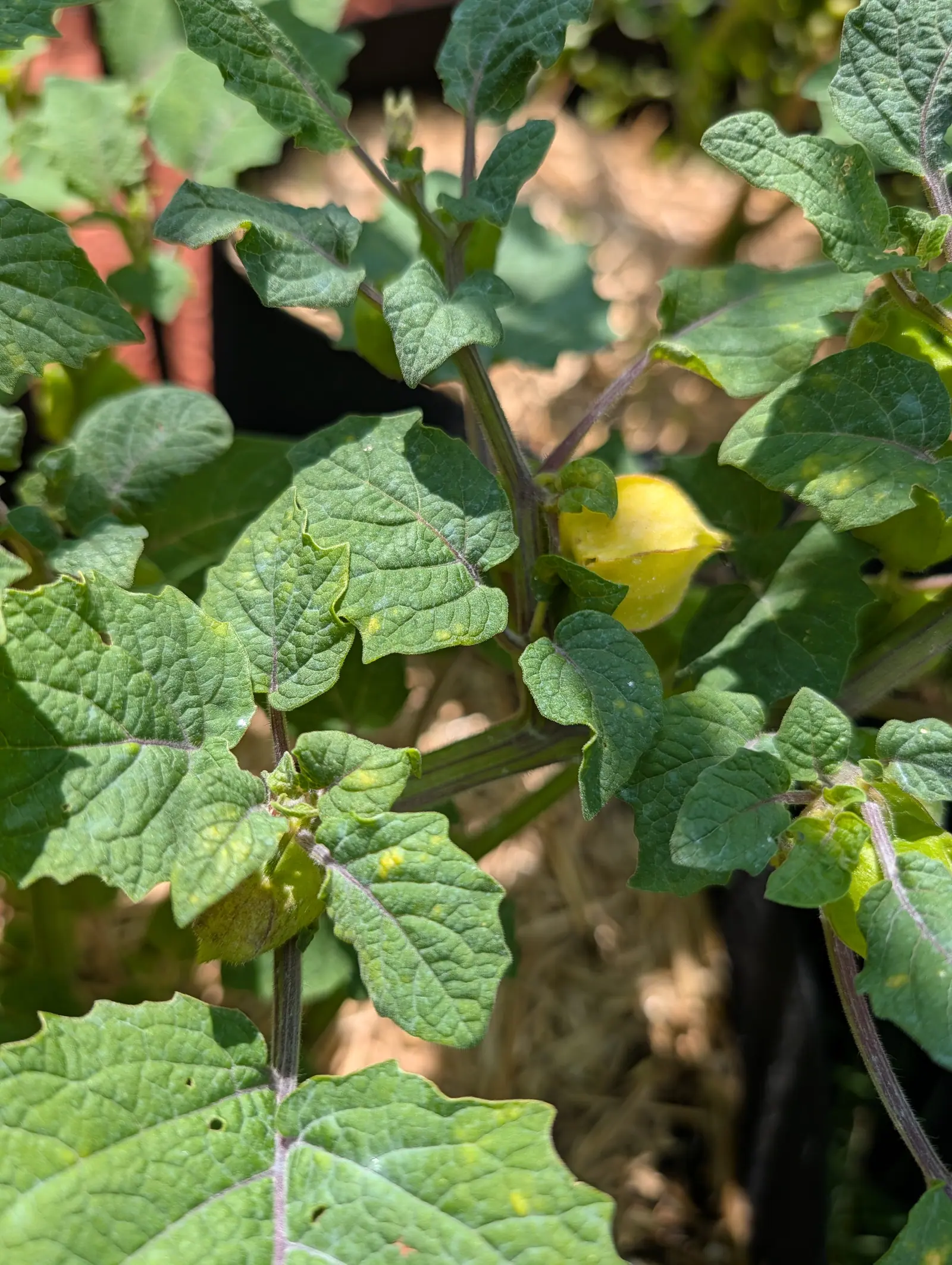 A tomatillo plant filling the frame with broad heart-shaped leaves, a single yellow bell-shaped flower open among them, a black fabric grow bag and red-orange mulch blurred behind.