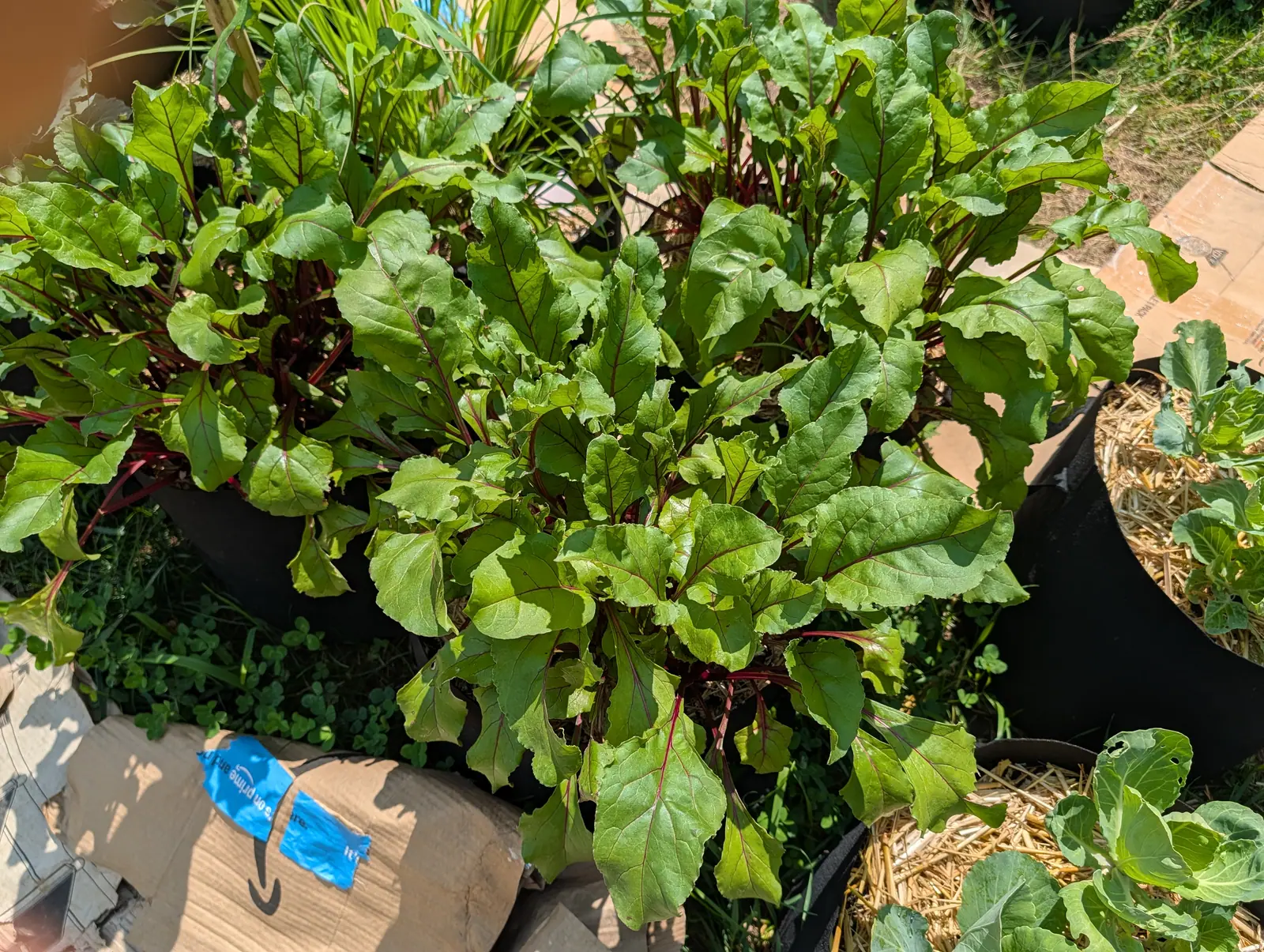 Beet plants crowded in black fabric grow bags, their leaves veined and stemmed in deep red, with straw mulch, a timber board and a paved edge around them.