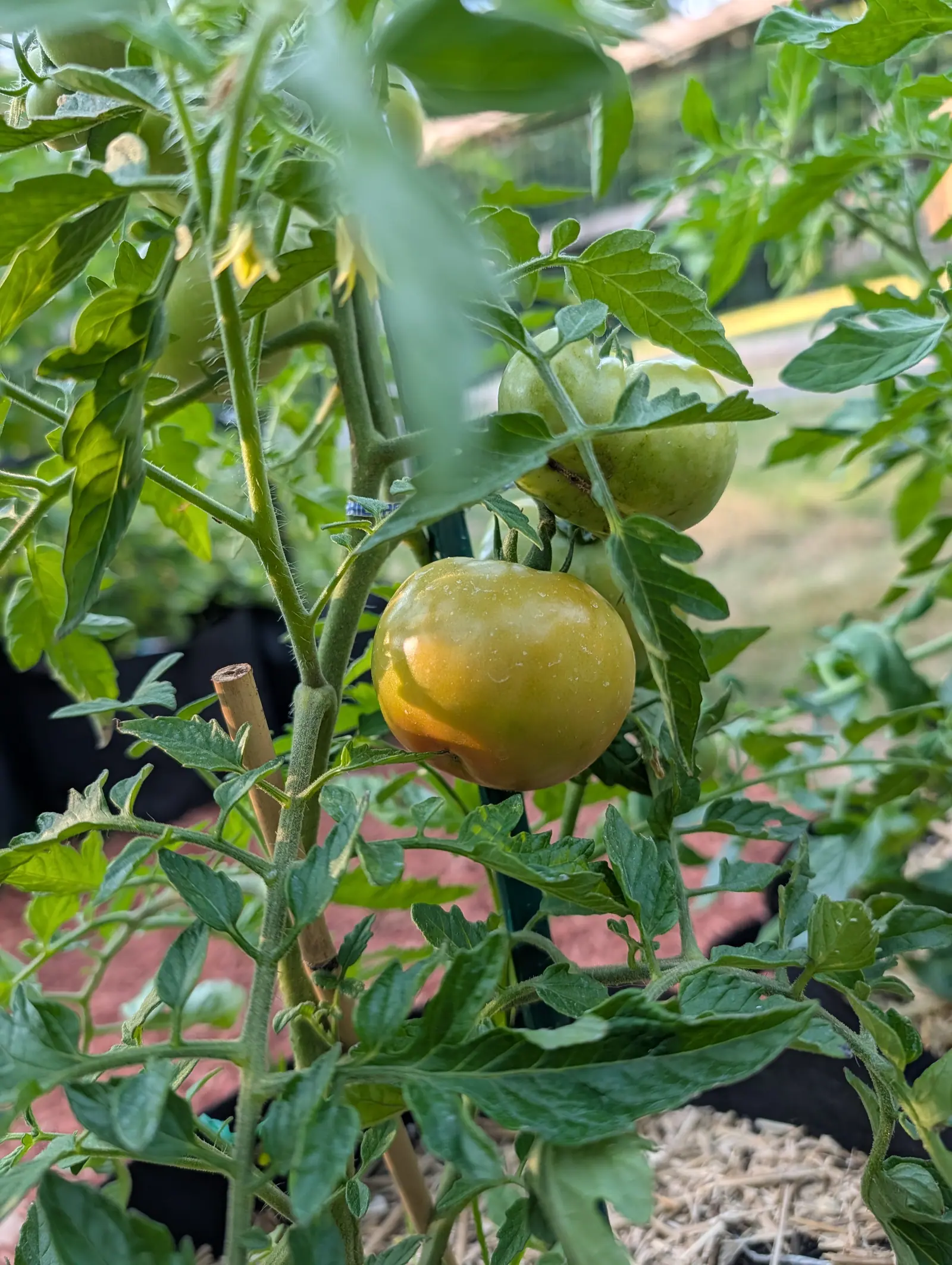 A round tomato just turning yellow-orange hanging on the vine beside a smaller green one, with a bamboo cane, black fabric grow bags and a brick-red path behind.