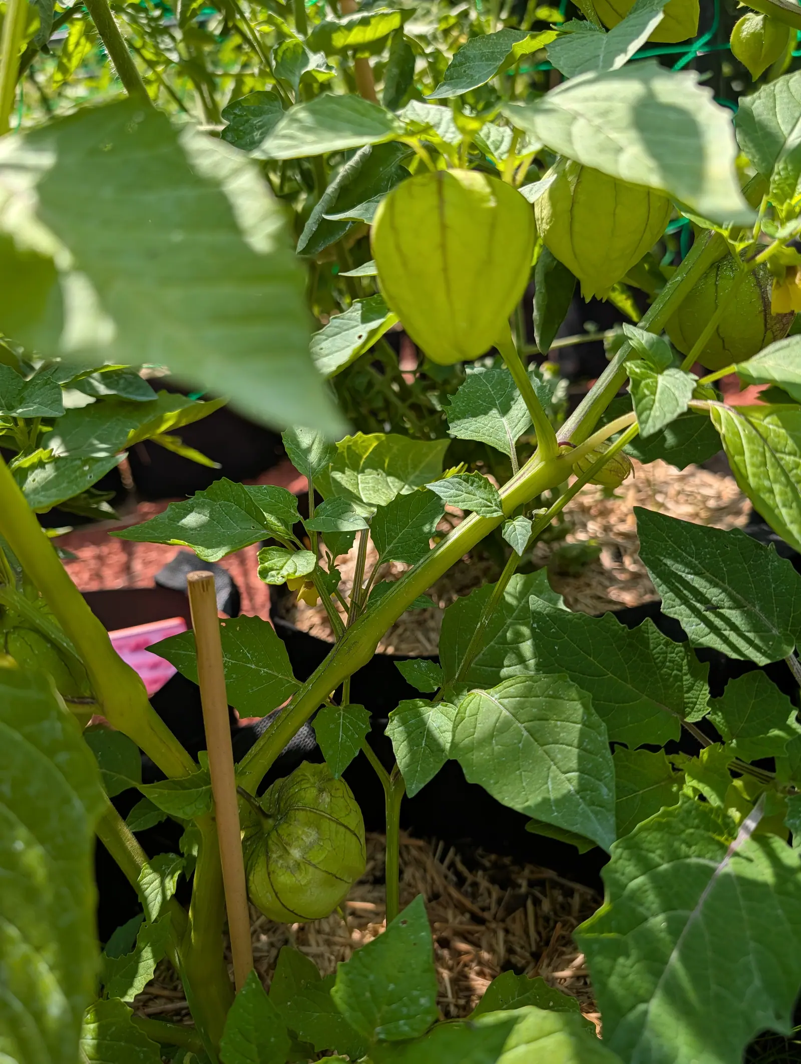 Papery green husks hanging from a tomatillo plant, one lantern-shaped fruit low against a bamboo cane and another above it, with straw mulch and a black pot below.