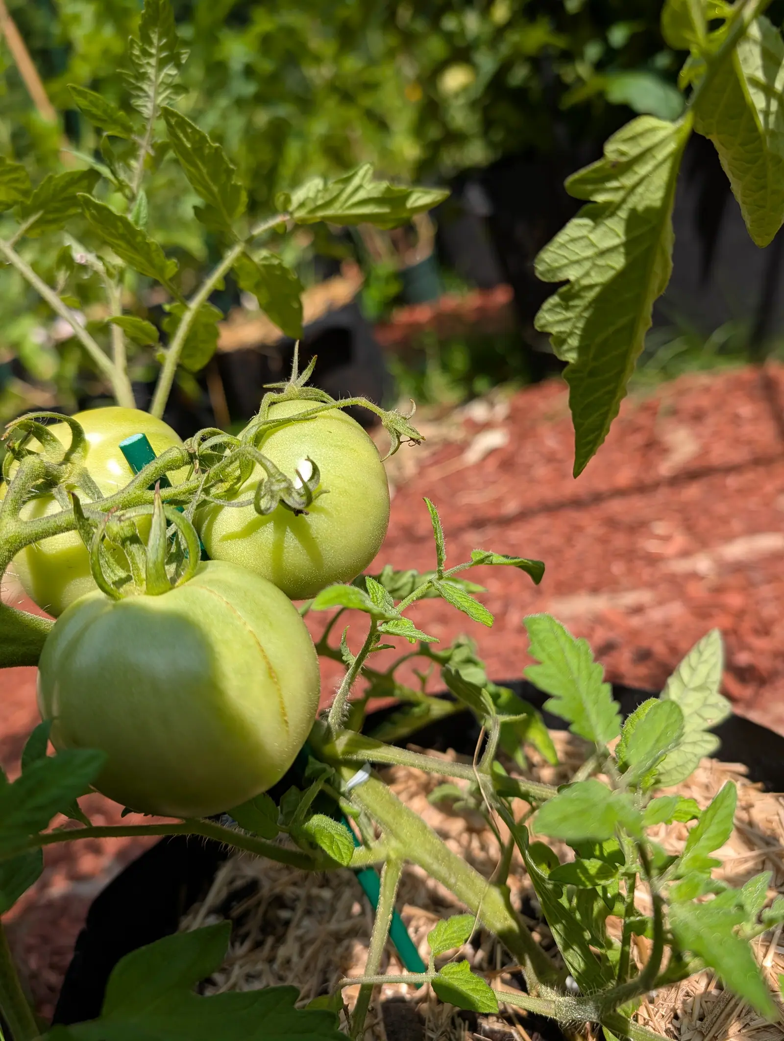 Three green tomatoes clustered low on a plant in a black fabric grow bag, straw and pine needles beneath them, with red-orange mulch and more pots in the sun behind.