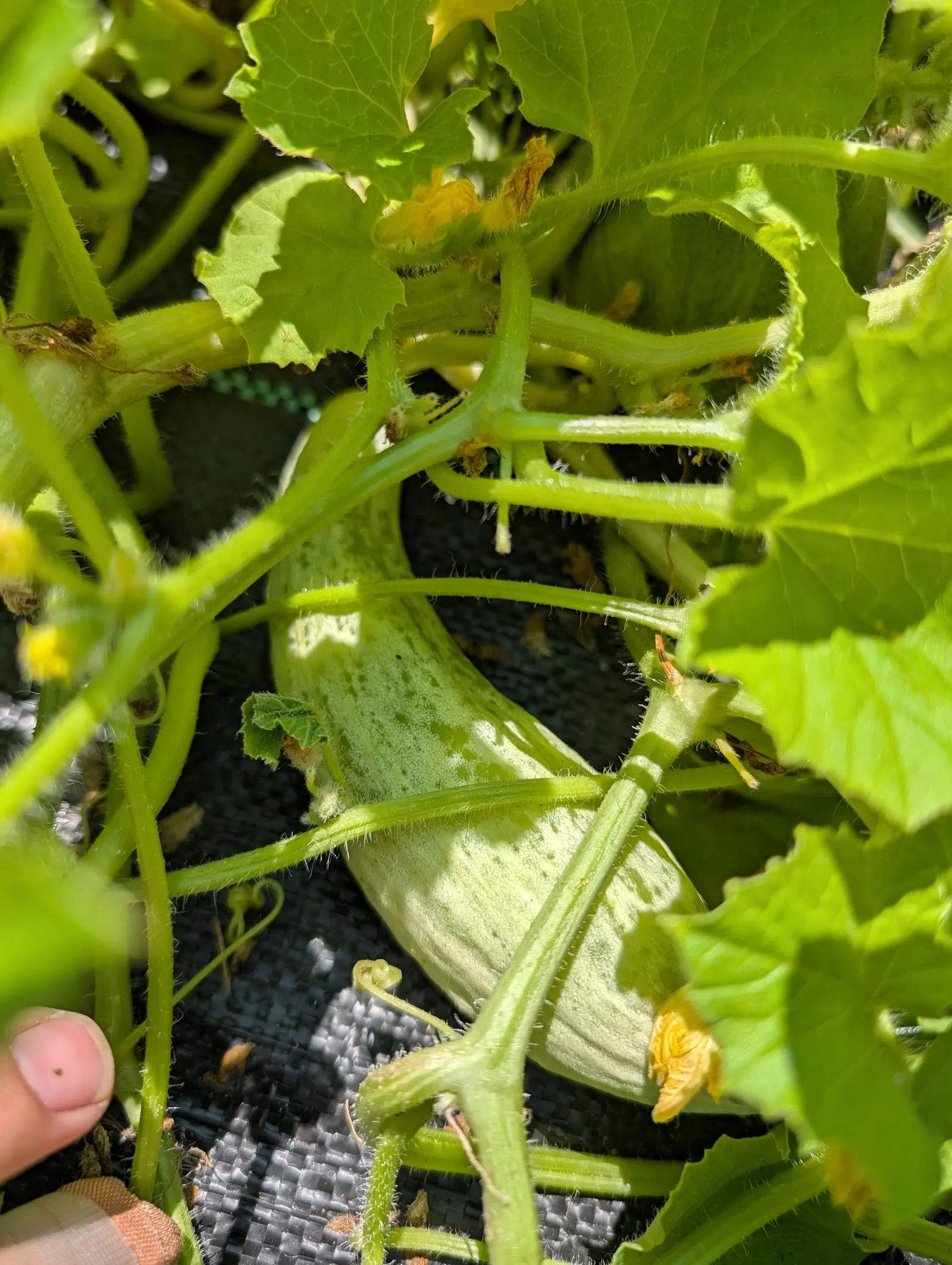 A pale green ridged gourd curled among hairy cucurbit stems and broad lobed leaves, small yellow flowers beside it and black woven ground fabric below, a fingertip at the frame's edge.