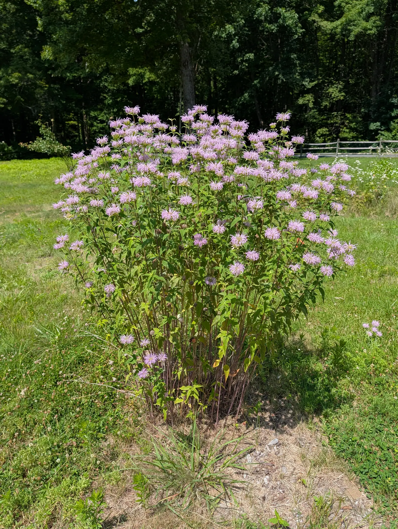A tall clump of wild bergamot standing in mown grass, dozens of shaggy lilac-pink flowerheads on upright stems, with a split-rail fence and dark woodland behind.