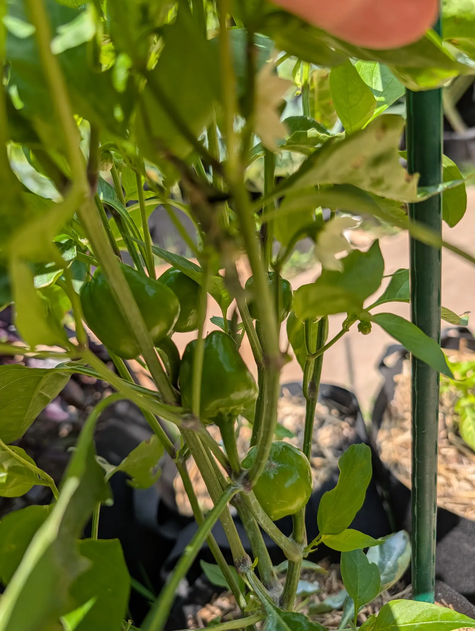 Small green bell peppers hanging in the shade of a pepper plant beside a green metal stake, black fabric grow bags and straw mulch behind, a hand blurred at the top edge.