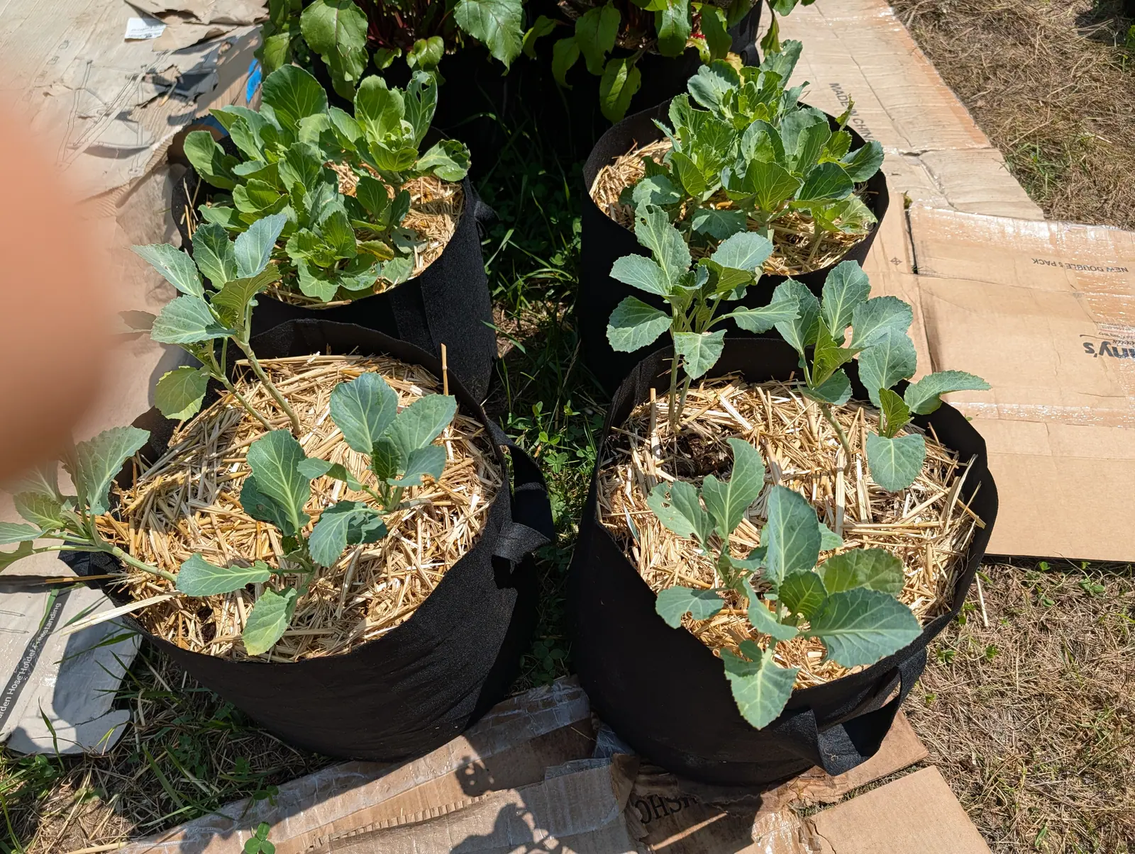 Four black fabric grow bags on flattened cardboard over grass, each holding young plants with broad blue-green leaves, the soil surface mulched with straw.