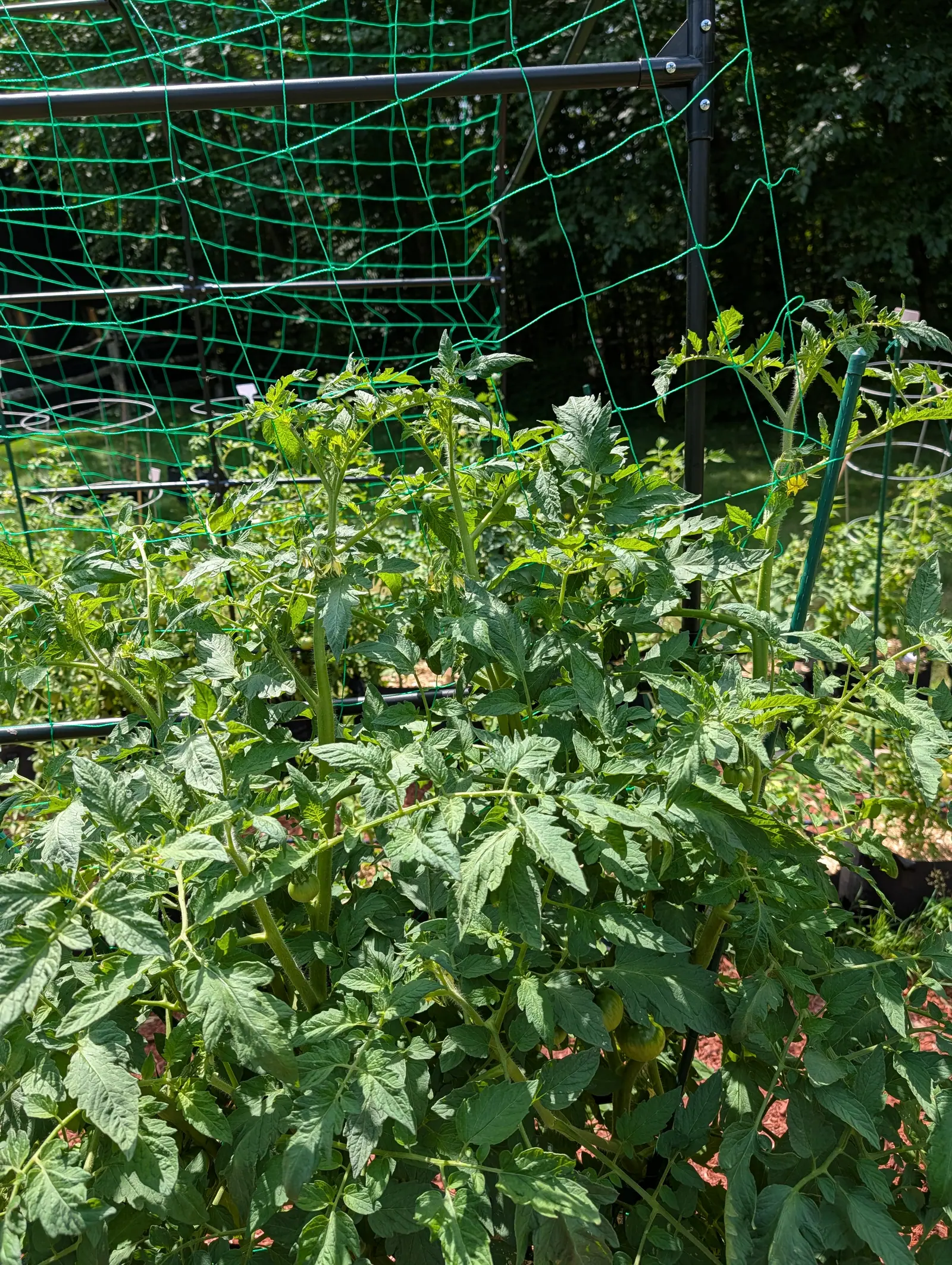 Tomato plants massed shoulder-high in front of a black metal frame strung with green plastic netting, their leaves catching the sun, woodland dark behind.