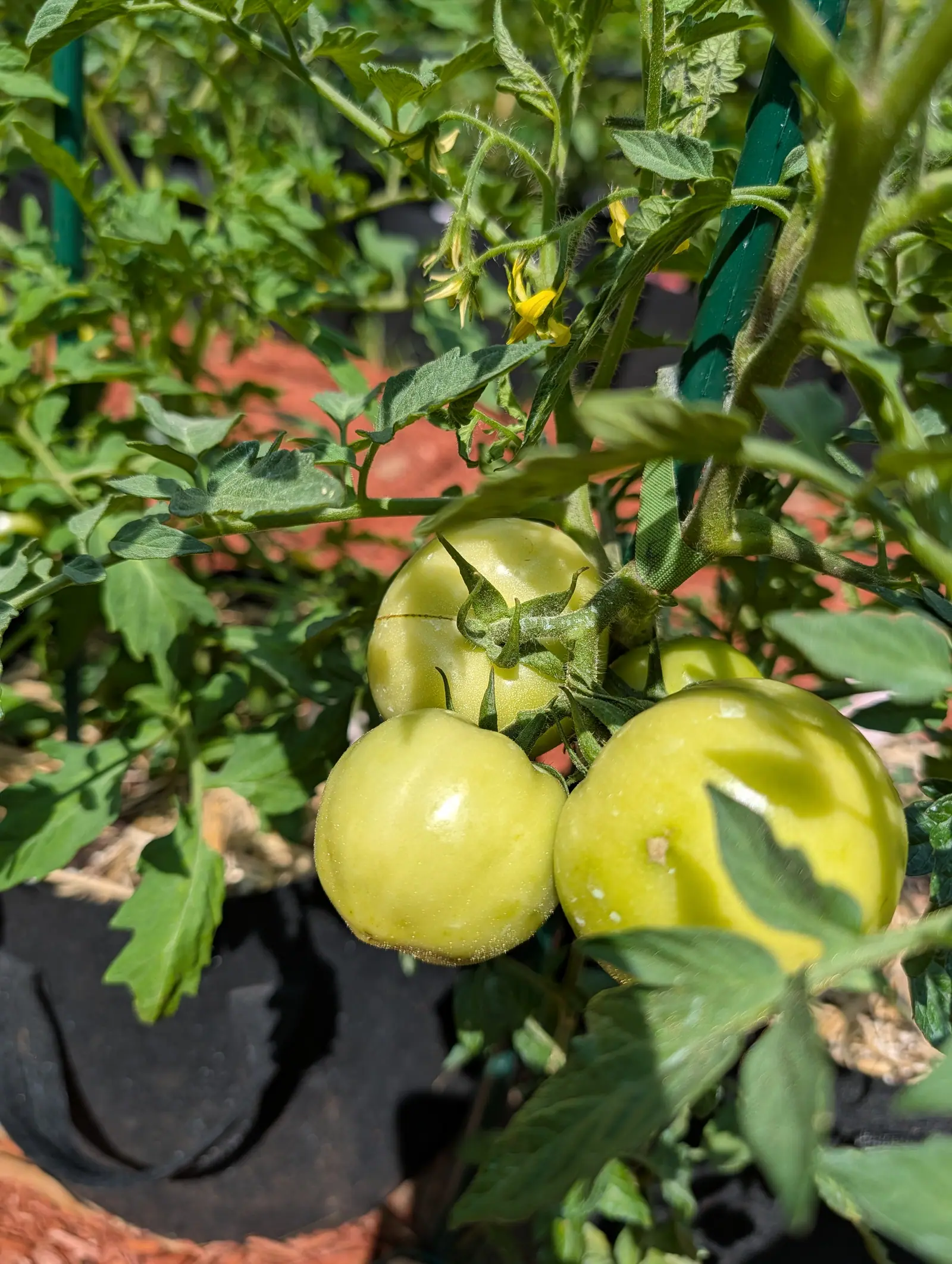 Three round green tomatoes on a truss with a spray of yellow flowers above them, the plant rooted in a black fabric grow bag beside a green stake and red-orange mulch.