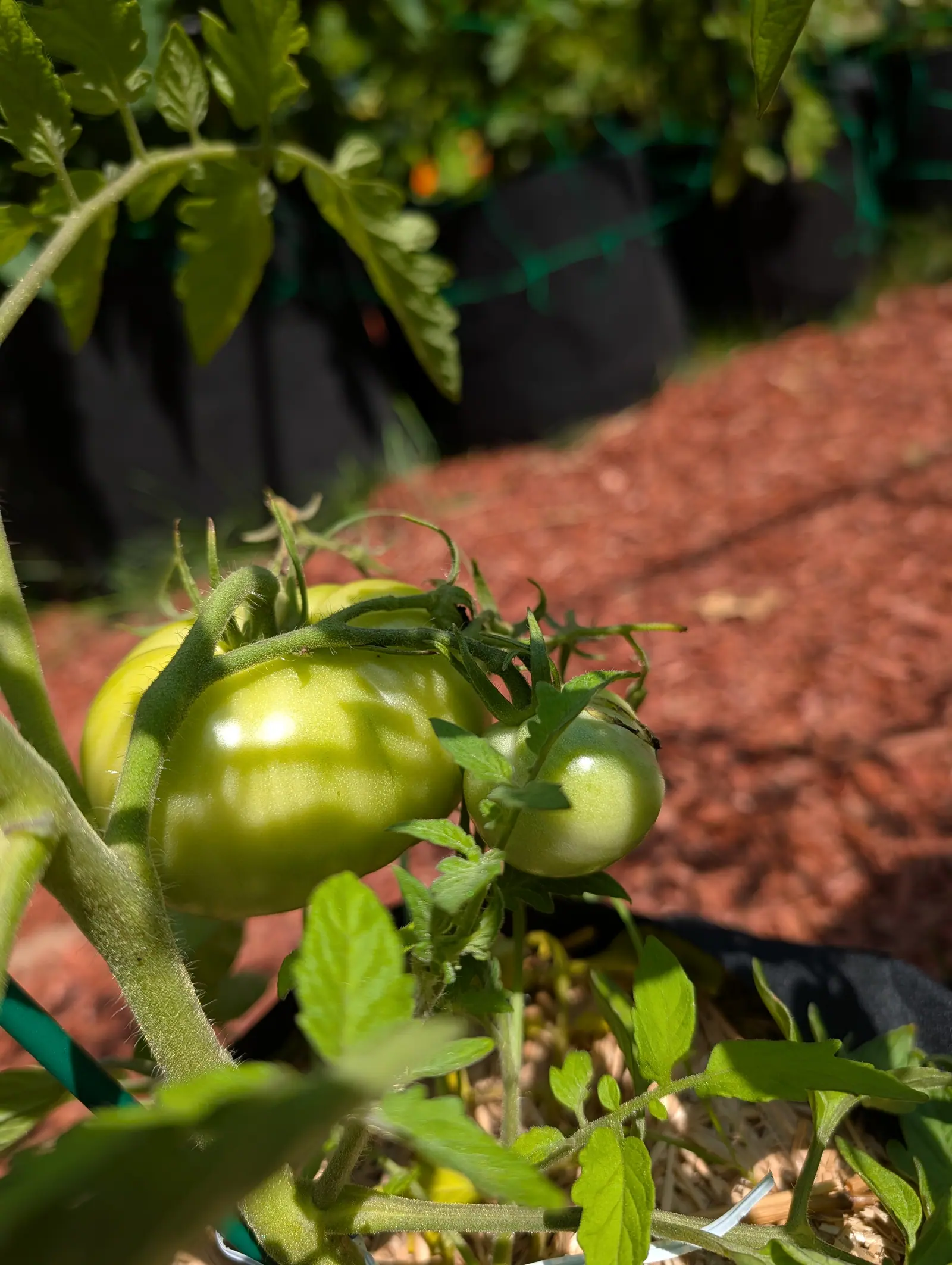A green tomato swelling on the vine with a smaller one beside it, black fabric grow bags on green netting behind and a broad path of red-orange mulch to the side.