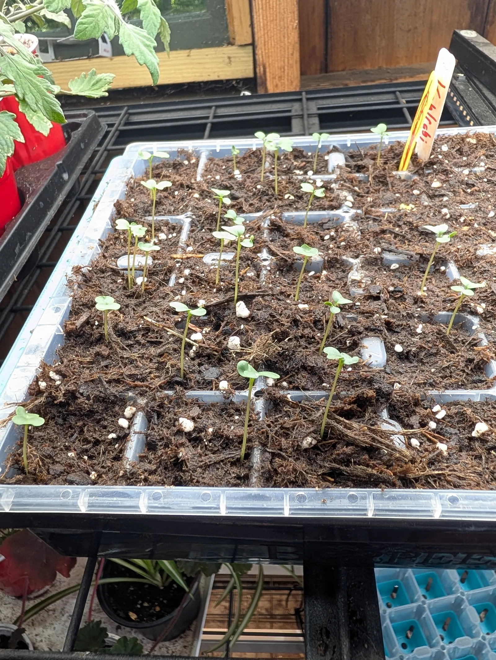 A cell tray of tiny brassica seedlings in dark compost on a black shelving unit outdoors, a handwritten label upright at one corner and a timber wall behind.