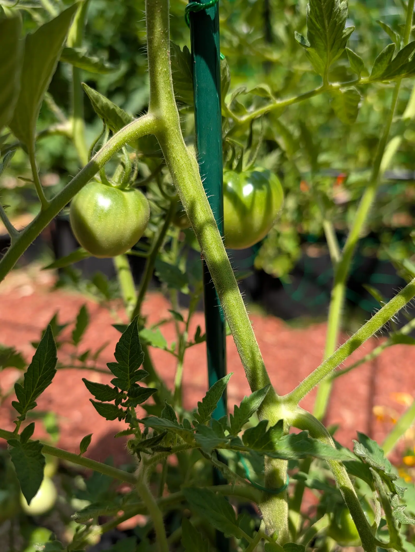 Two small green tomatoes on hairy stems either side of a dark green stake, tomato foliage above them and red-orange mulch spread out of focus below.