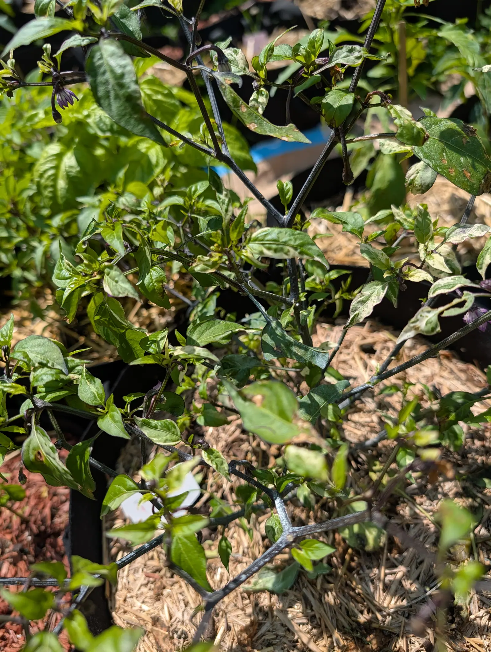 A pepper plant with near-black stems and dark mottled leaves, one white flower open low down, standing in straw mulch between black pots and red-orange mulch.