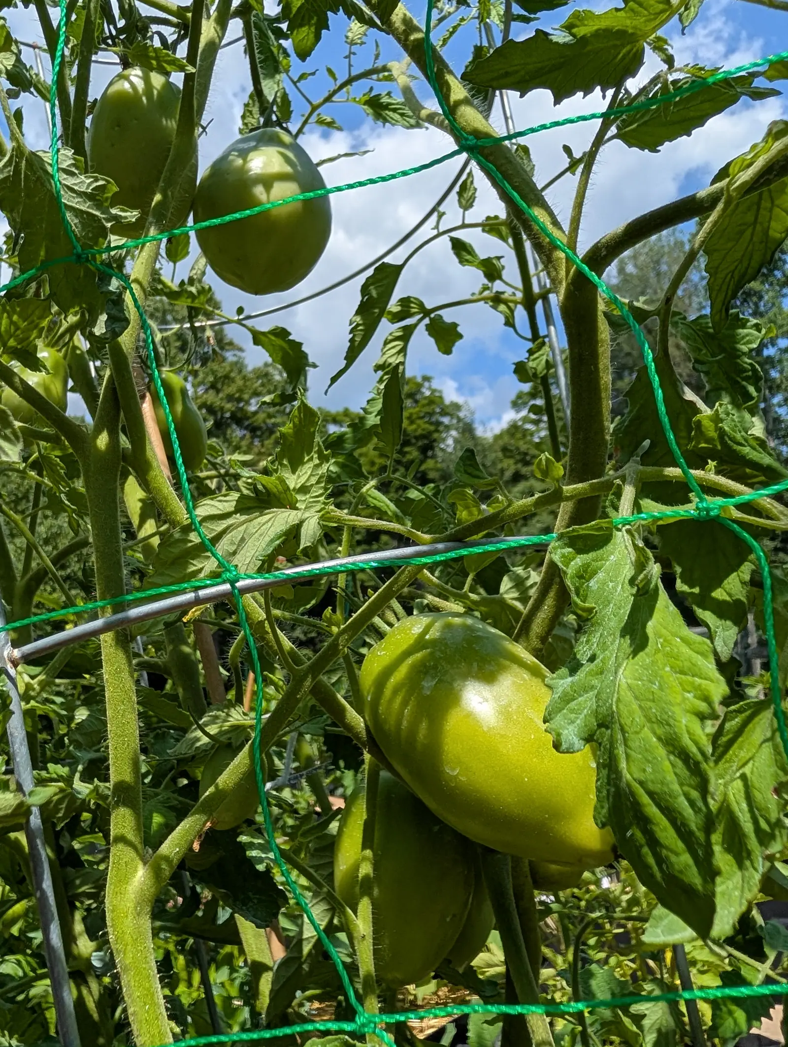 Large green tomatoes hanging through green plastic trellis netting, one oxheart-shaped fruit turned to the front, with blue sky, white cloud and treetops behind.