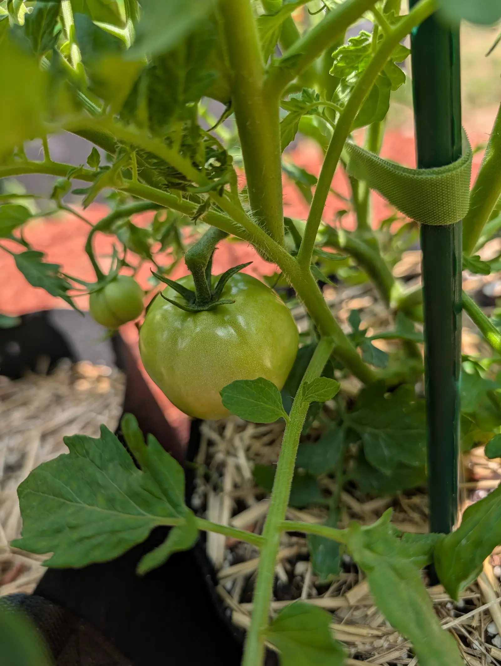 A green tomato on the vine beside a dark green stake wrapped with a fabric plant tie, straw mulch and a black fabric grow bag beneath, red-orange mulch beyond.