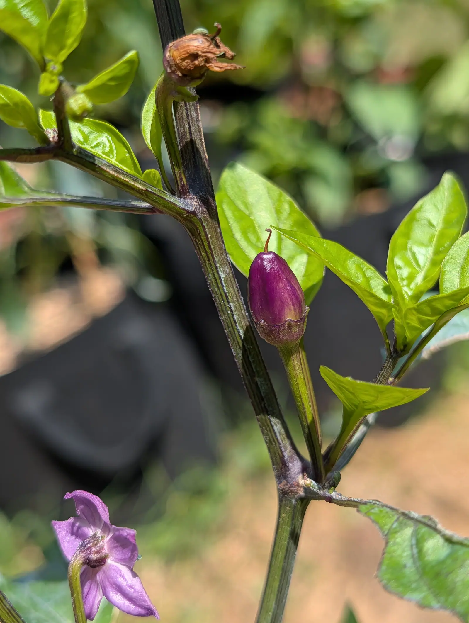 A small purple pepper standing upright on its stem, a purple flower and a dried spent bloom on the same branch, with a black fabric grow bag blurred behind.