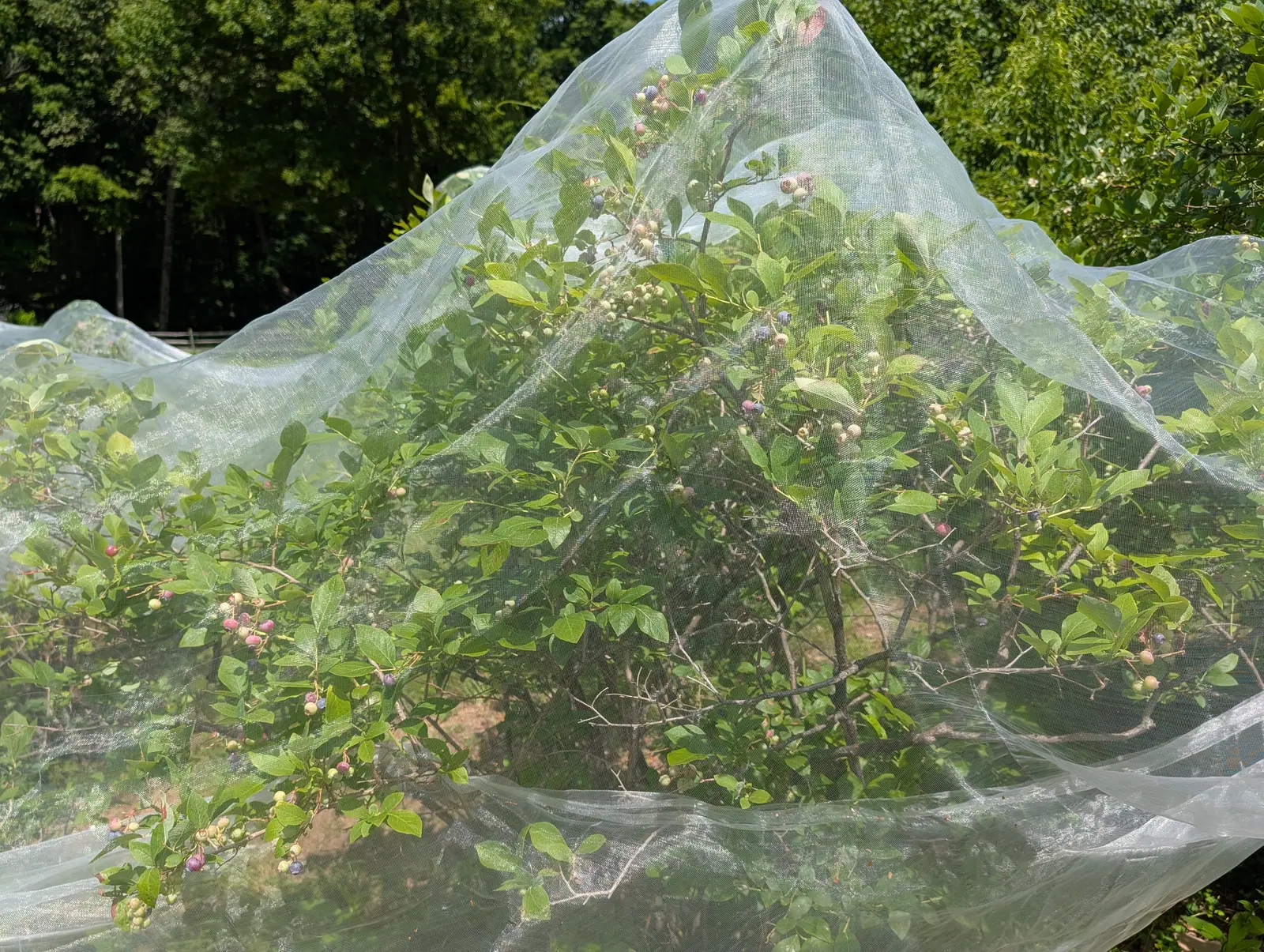 Blueberry bushes draped in white insect netting, clusters of pink-blushed berries showing through the mesh, with mown grass in front and woodland behind.