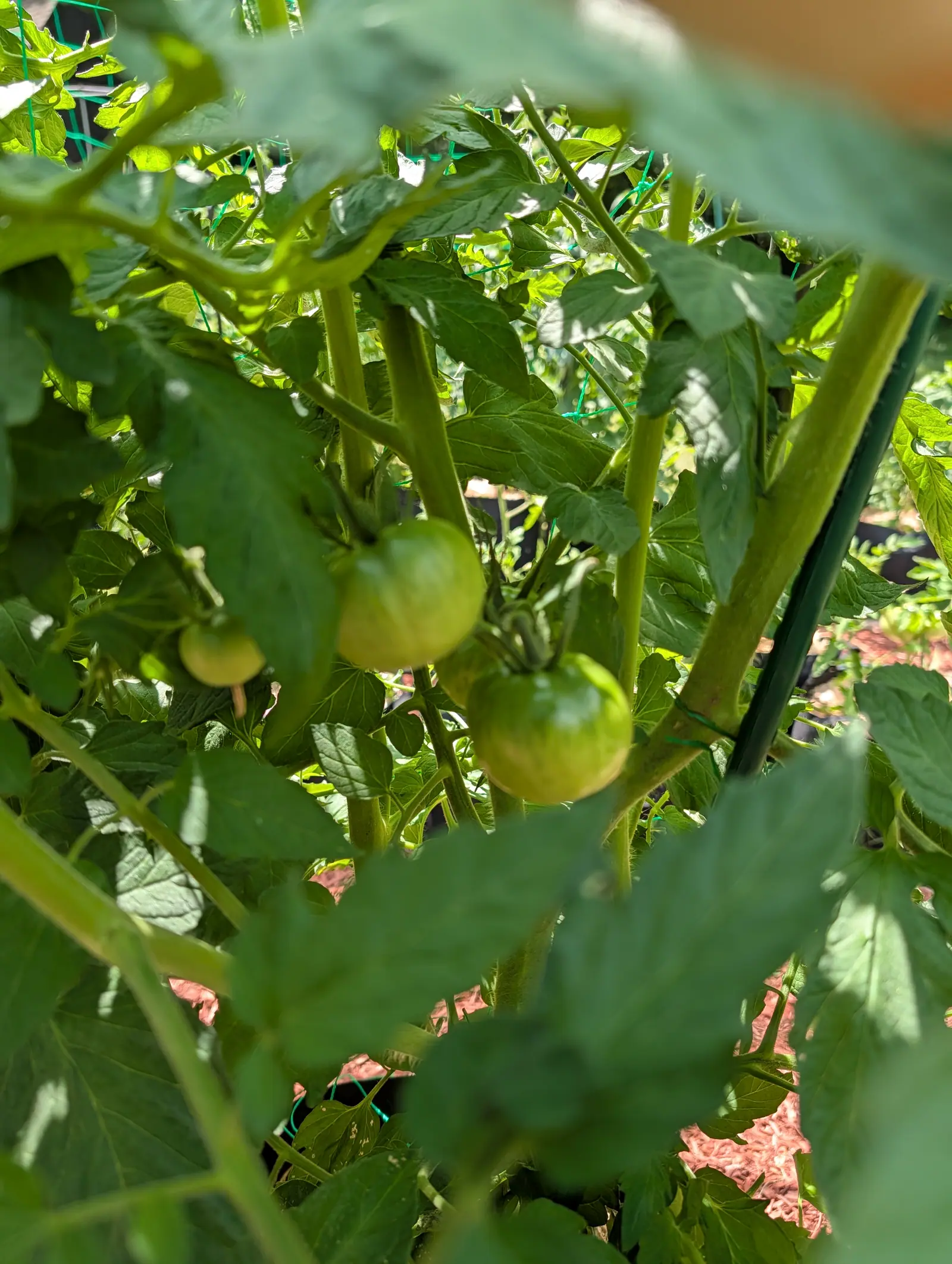 Green tomatoes half-hidden in dense tomato foliage beside a dark green stake, sunlight falling across the leaves and red-orange mulch showing through below.