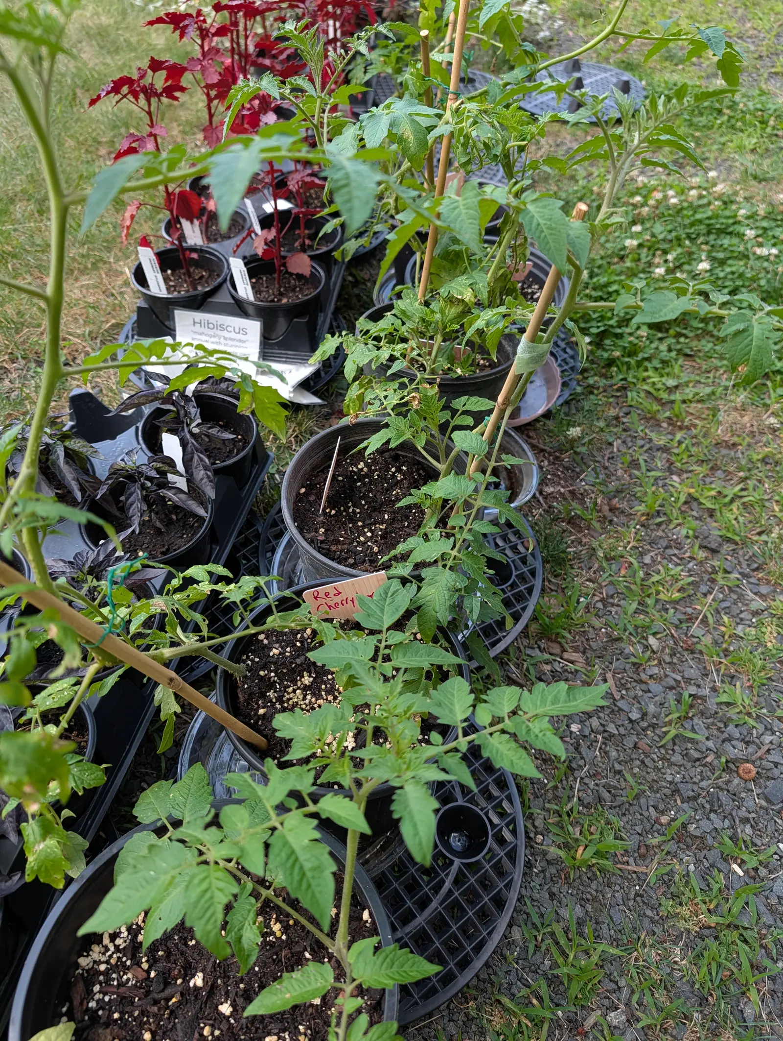 A line of black nursery pots along a gravel drive, young tomato plants tied to bamboo canes, a handwritten label and a printed label beyond.