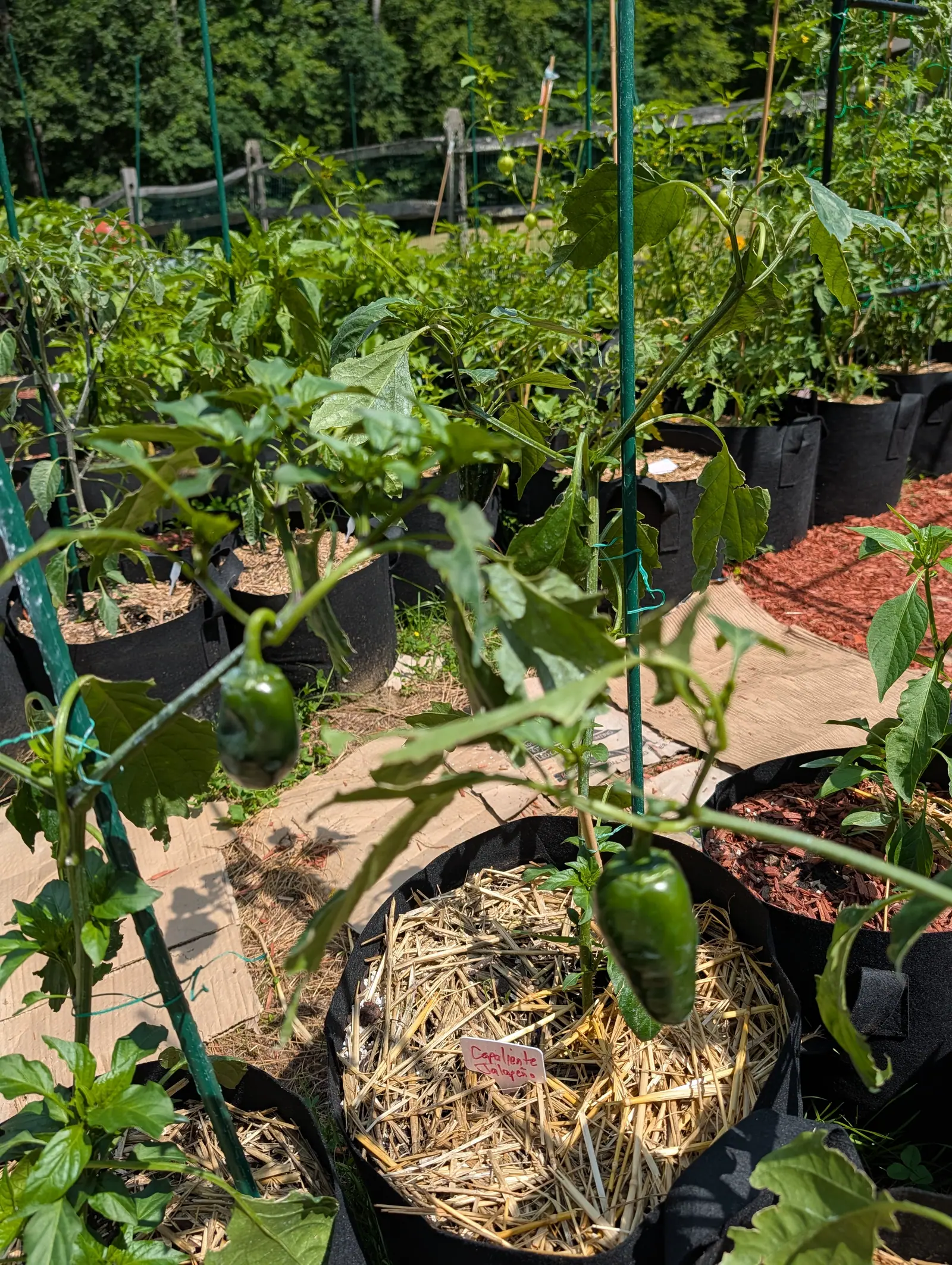 Dark green peppers hanging on plants in black fabric grow bags mulched with straw, rows of more bags on flattened cardboard and red-orange mulch, a split-rail fence behind.