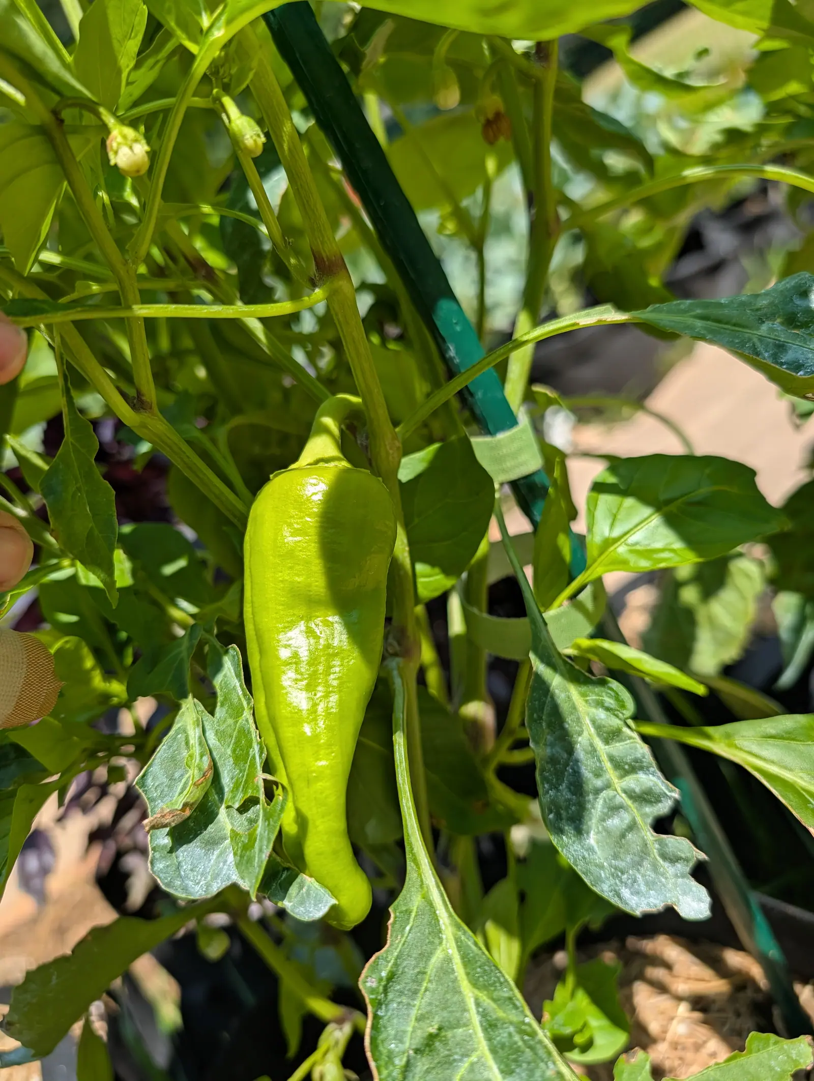 A long pale green pepper tapering to a point, hanging beside a dark green stake among glossy leaves, a fingertip just visible at the left edge.