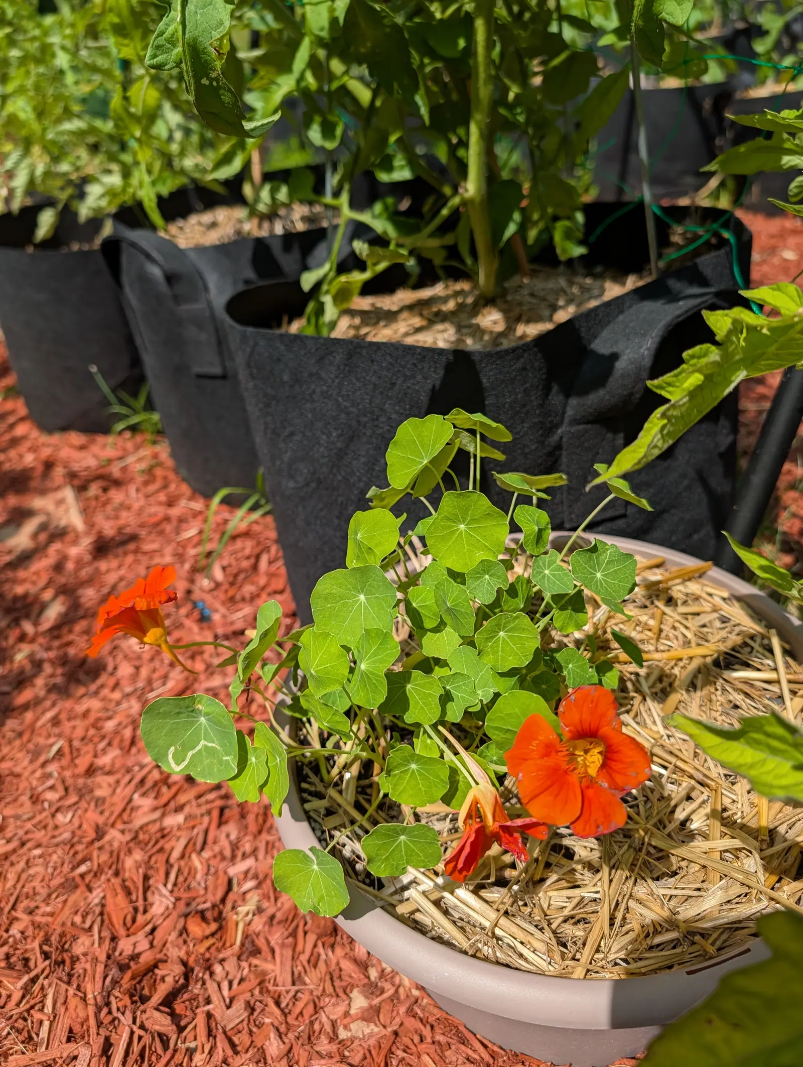 Nasturtiums spilling from a low white bowl of straw mulch, round leaves and three orange flowers, with black fabric grow bags and red-orange mulch around them.
