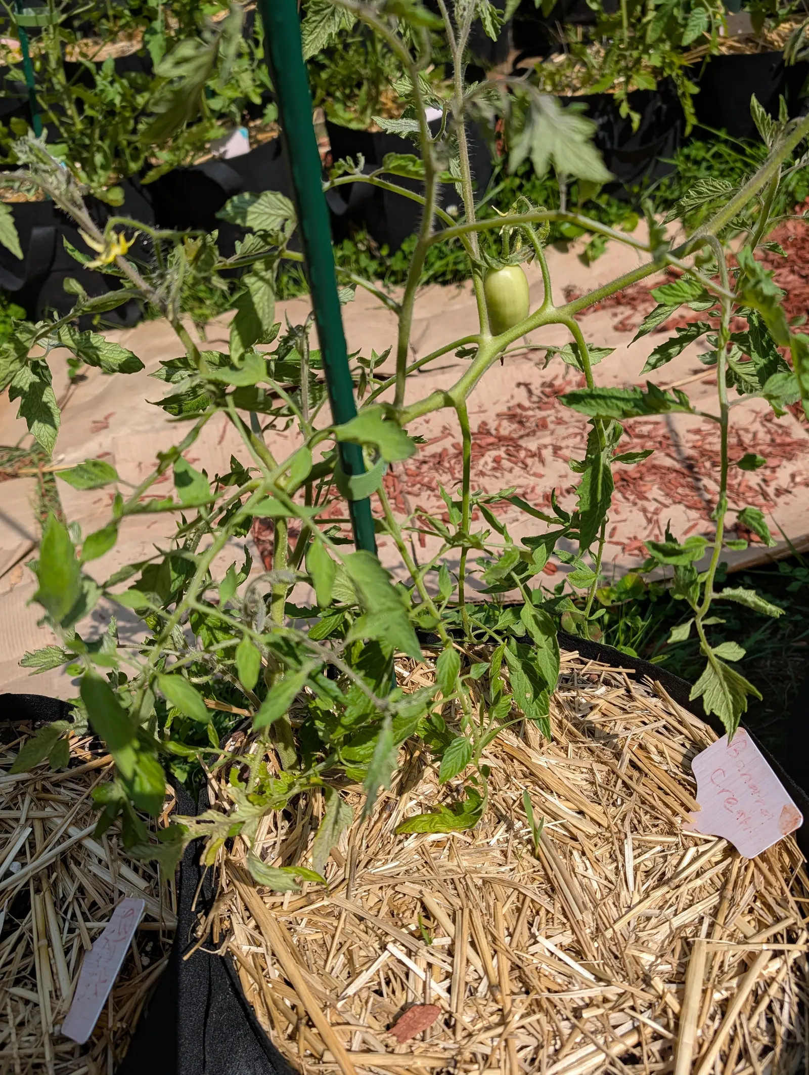 A young tomato plant tied to a green stake with one small green fruit on a bare truss, straw mulch in the black grow bag below and a pink handwritten label to the side.