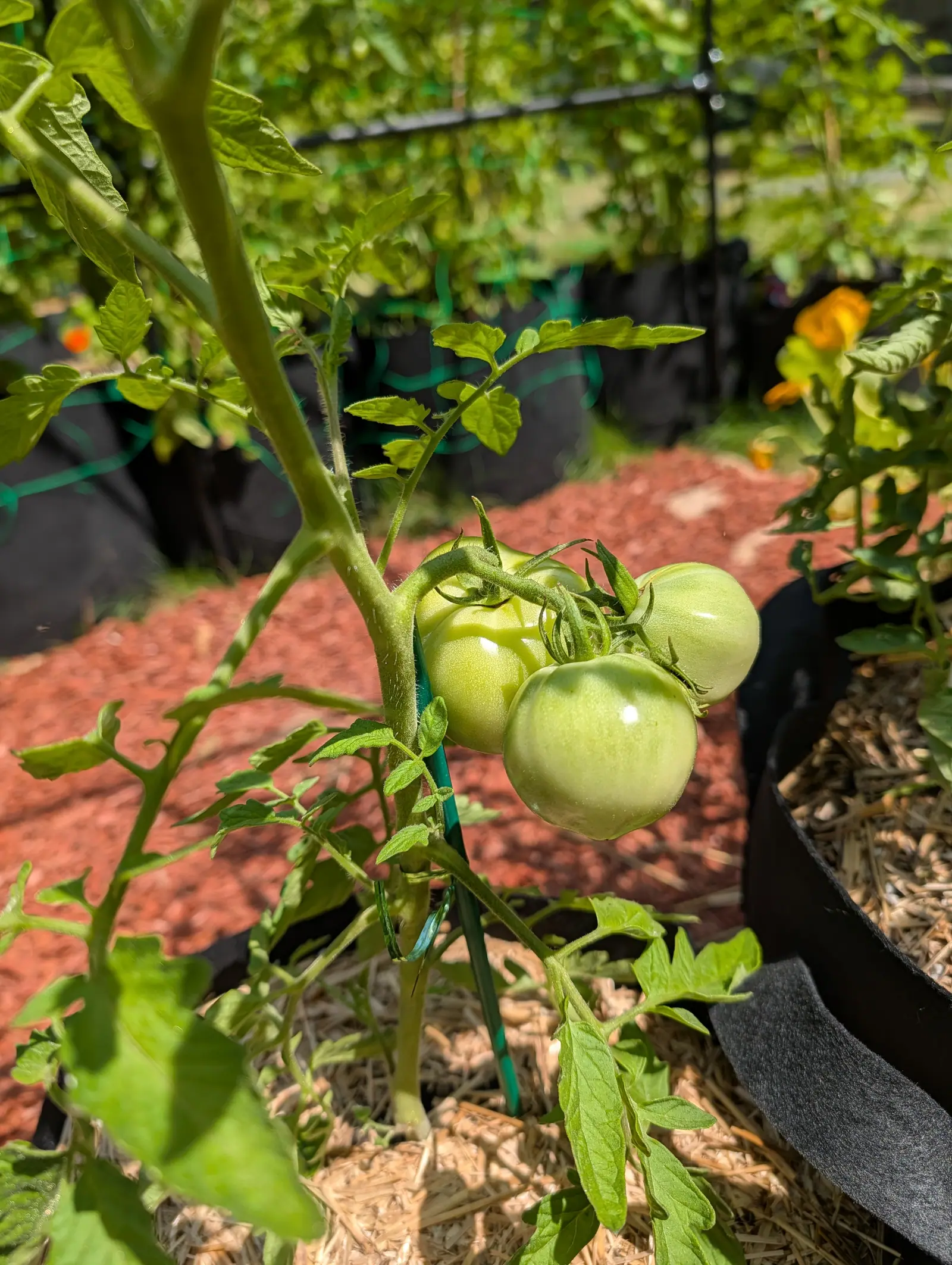 A cluster of green tomatoes on a plant in a black fabric grow bag, straw mulch below and red-orange mulch behind, with an orange flower blurred at the edge.