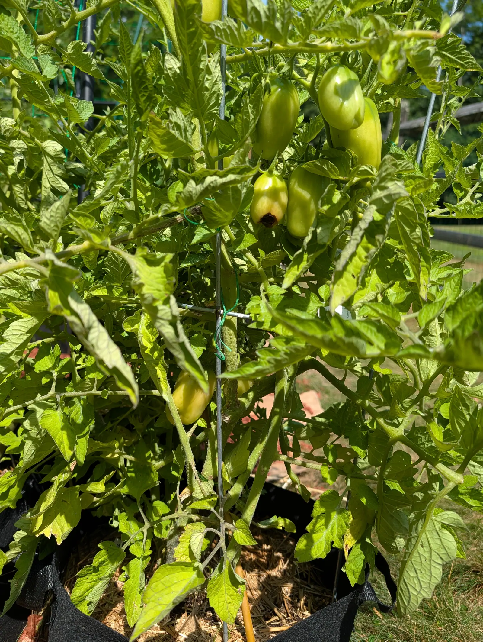 Elongated green paste tomatoes hanging on a staked plant, one marked with a dark sunken patch at its blossom end, the plant crowded into a black fabric grow bag.