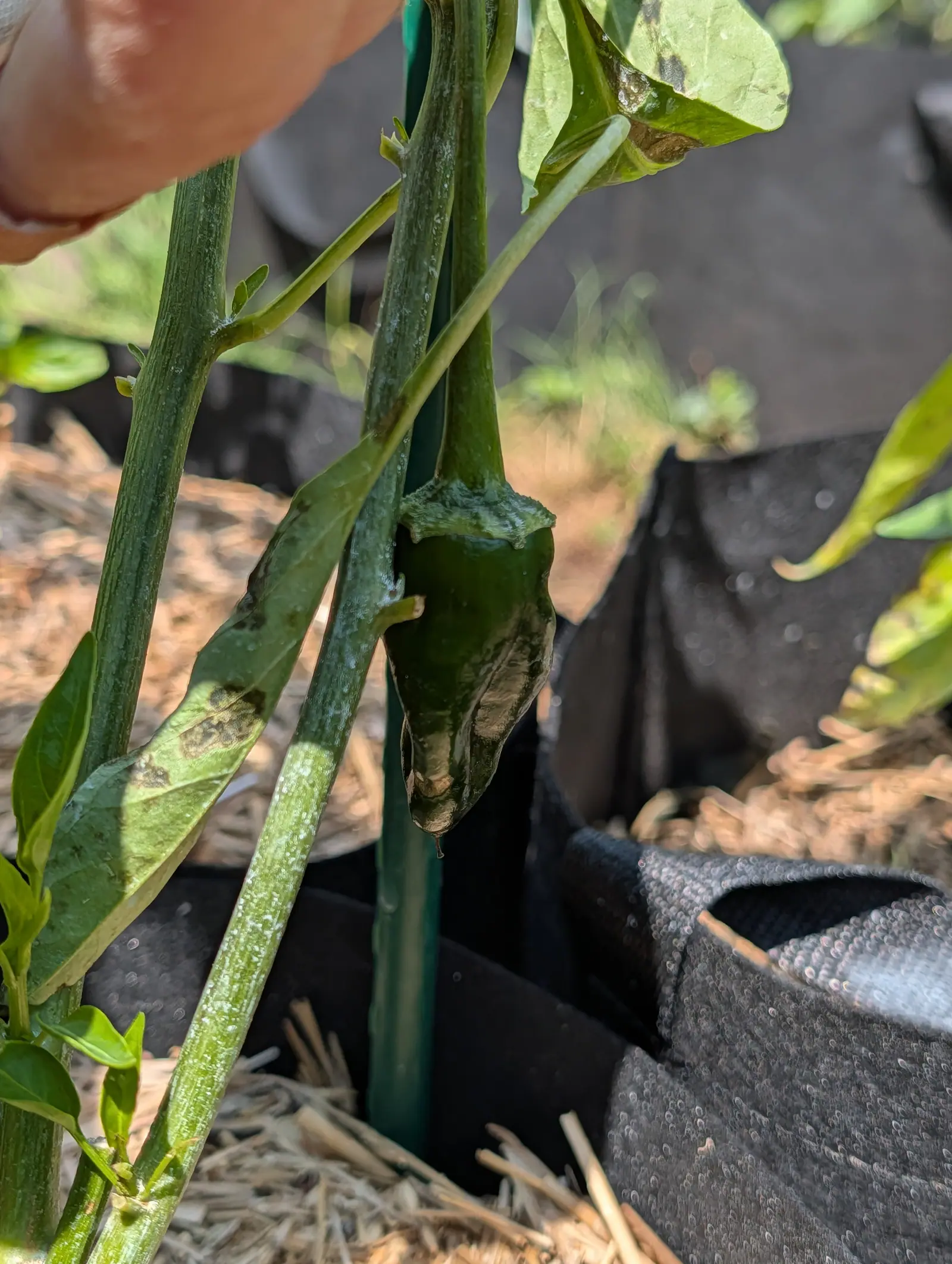 A dark green pepper hanging beside a green stake, its lower end scarred brown and dry, with black fabric grow bags and straw mulch behind and a hand at the top edge.