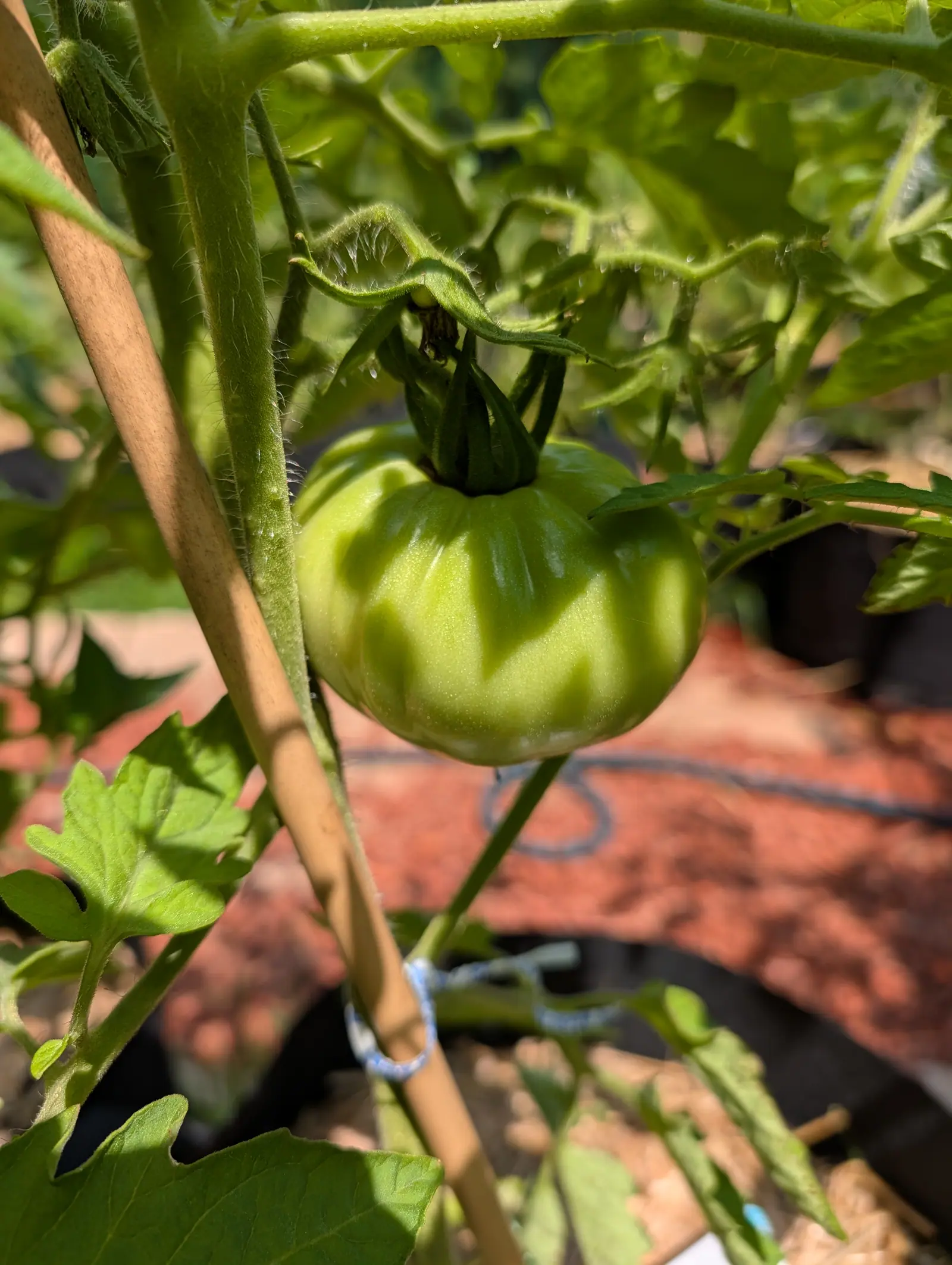 A large ribbed green tomato hanging beside a bamboo cane, its calyx spread above it, with red-orange mulch and a black fabric grow bag behind.