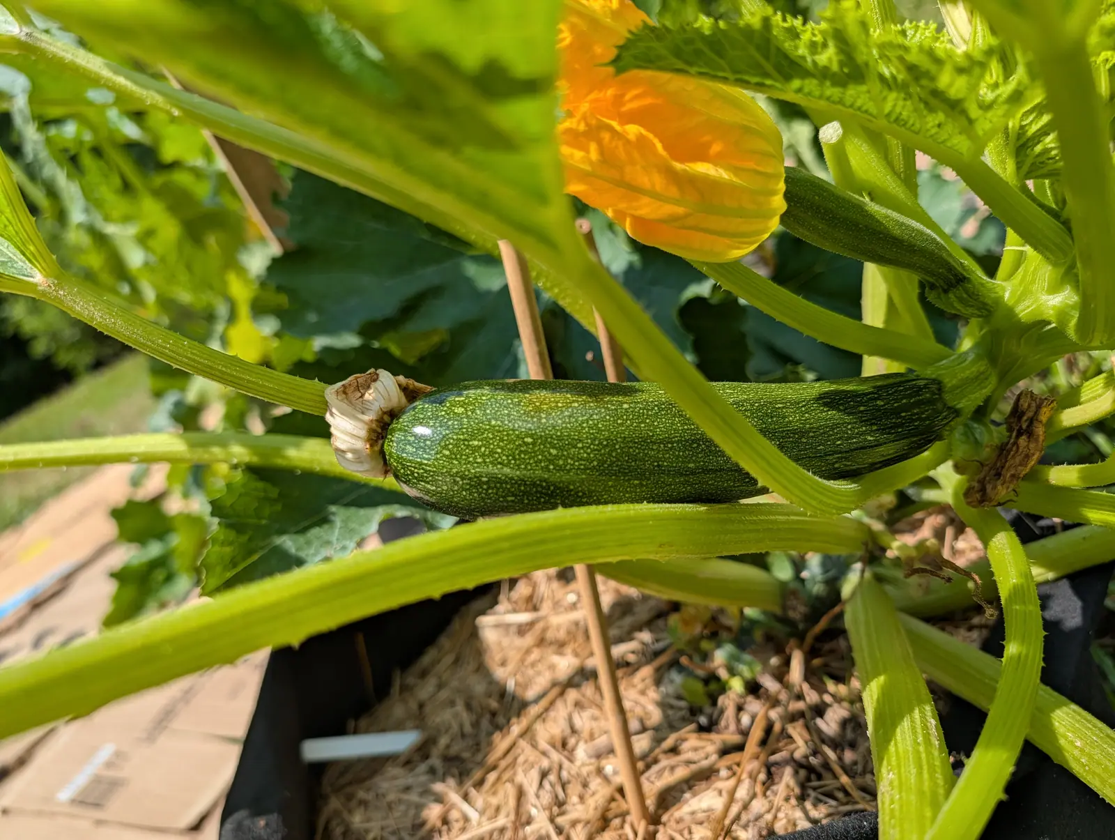 A dark green zucchini lying along its stem with a large orange flower open above it, the plant filling a black container mulched with straw and wood chip.