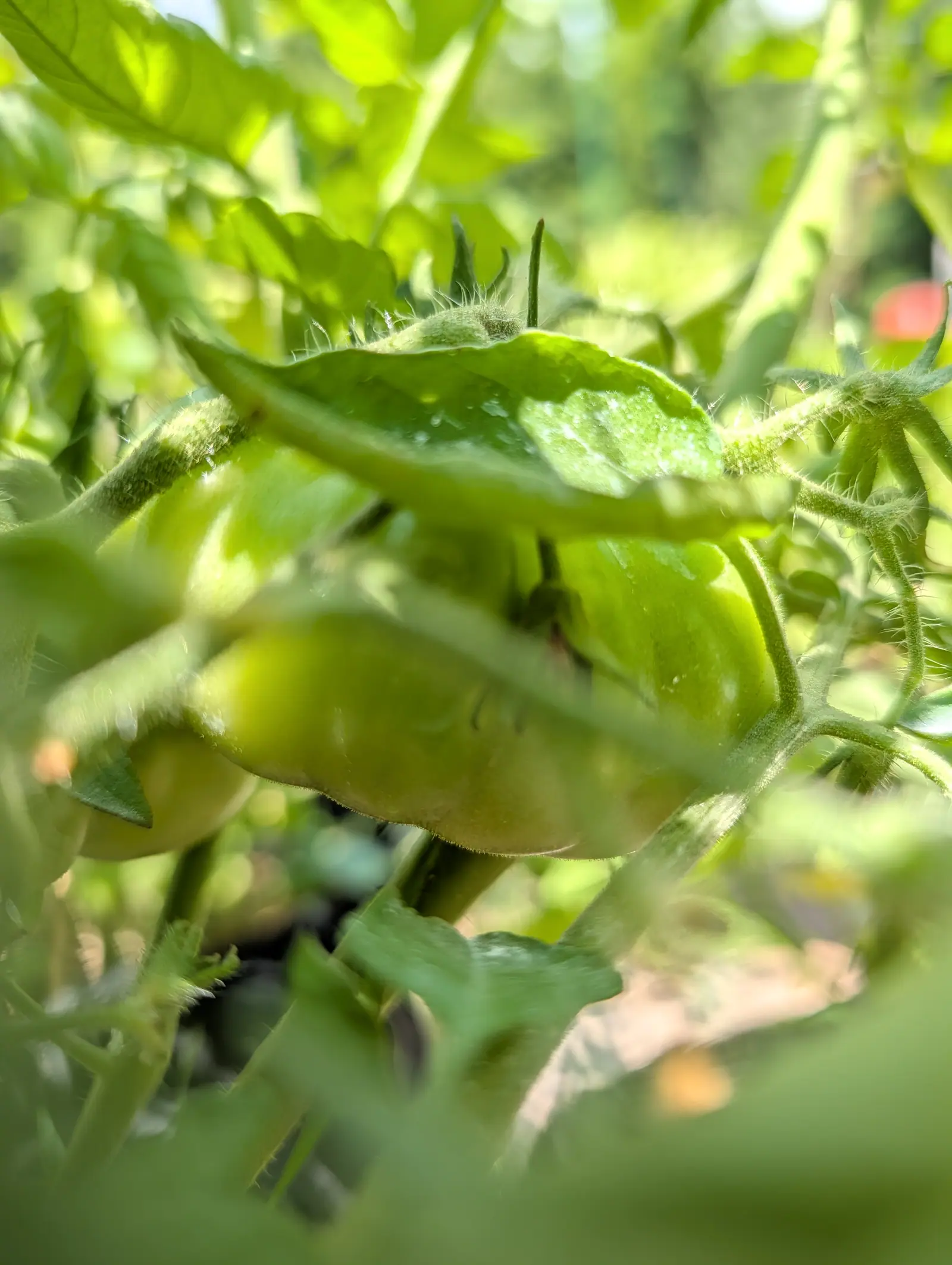 A green tomato deep inside a tomato plant, half-blurred behind hairy stems and leaves, with sunlight breaking through the foliage around it.