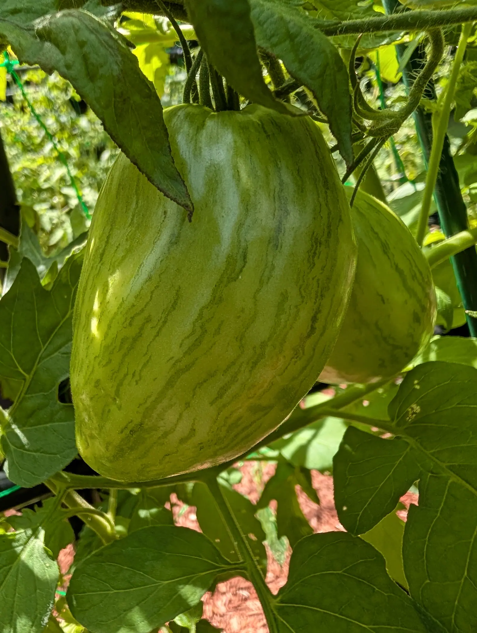 Two large green tomatoes striped with darker green hanging together on the vine, green trellis netting and red-orange mulch behind them.