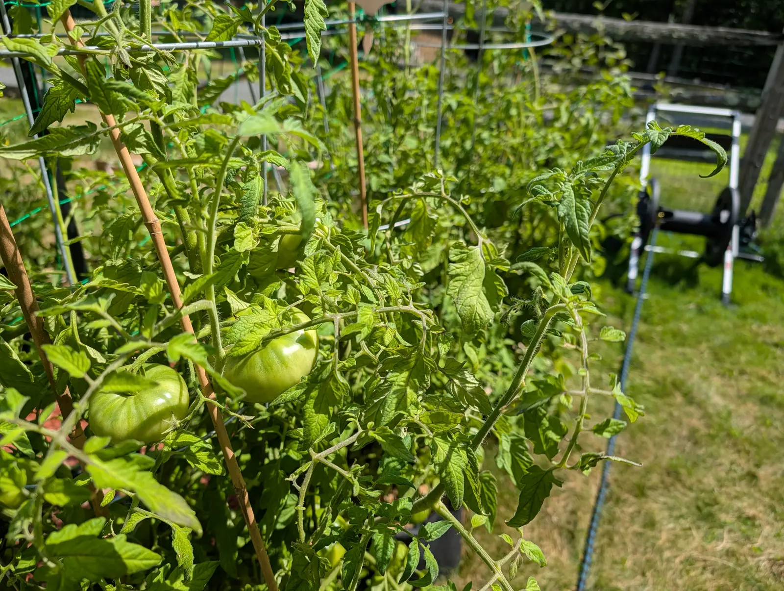 A row of tall tomato plants tied to bamboo canes and green stakes, green fruit hanging low in the foliage, with mown grass and a hose reel beyond.