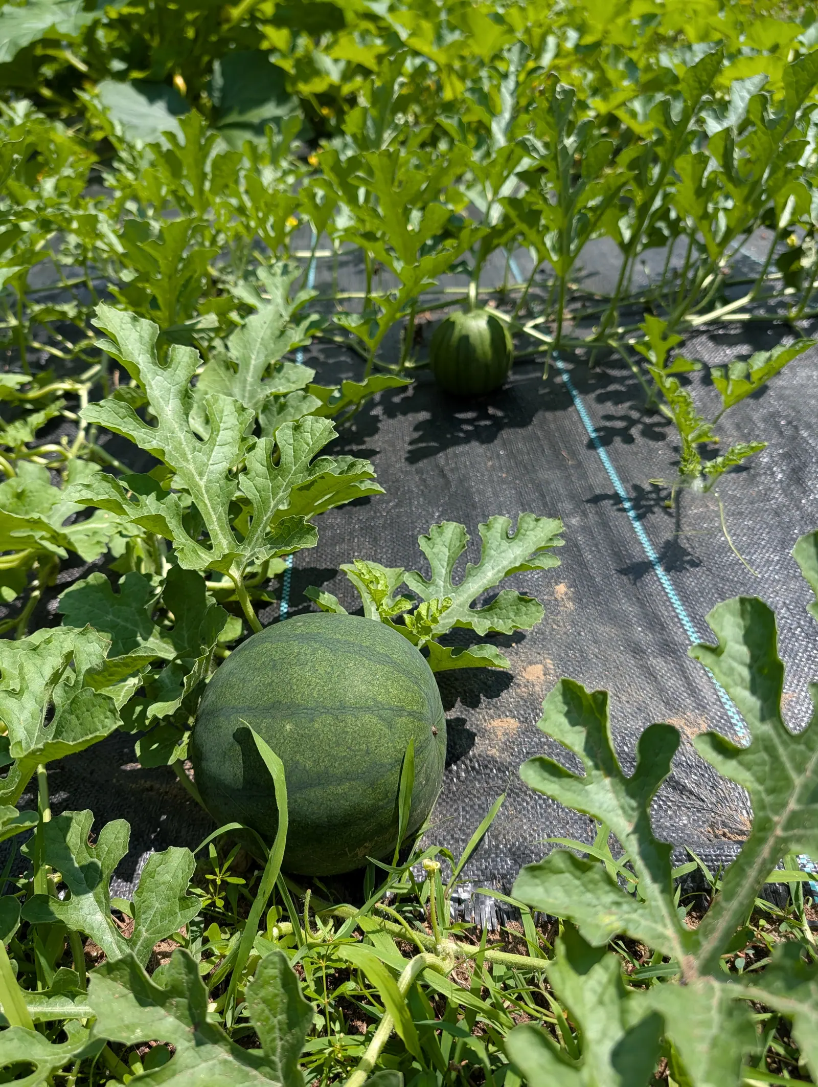 Two round striped watermelons resting on black woven ground fabric among deeply cut watermelon leaves, a teal drip line running past them.