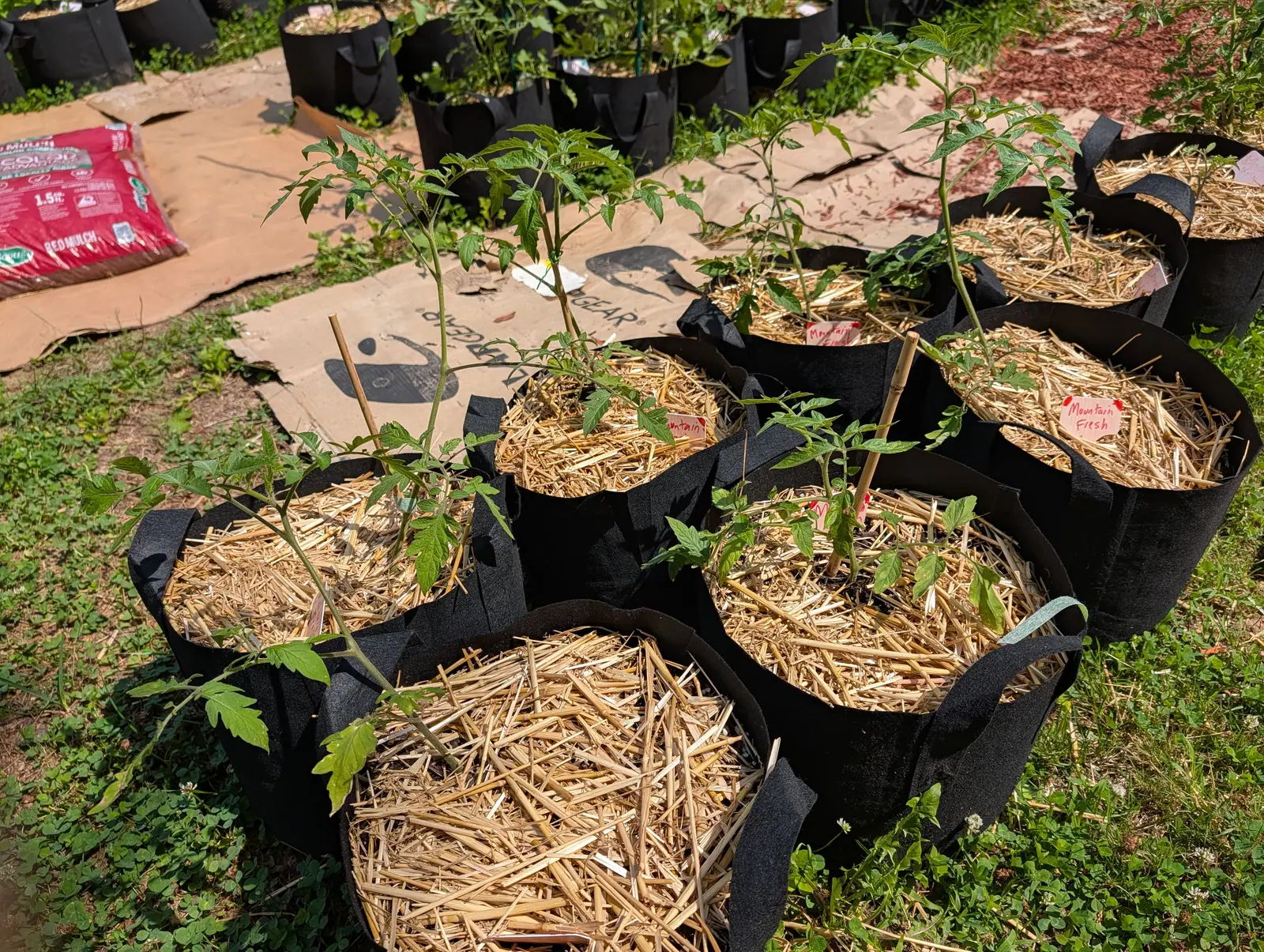 Young tomato plants in black fabric grow bags topped with straw, set out on flattened cardboard over grass, a red bag of mulch and an orange label among them.