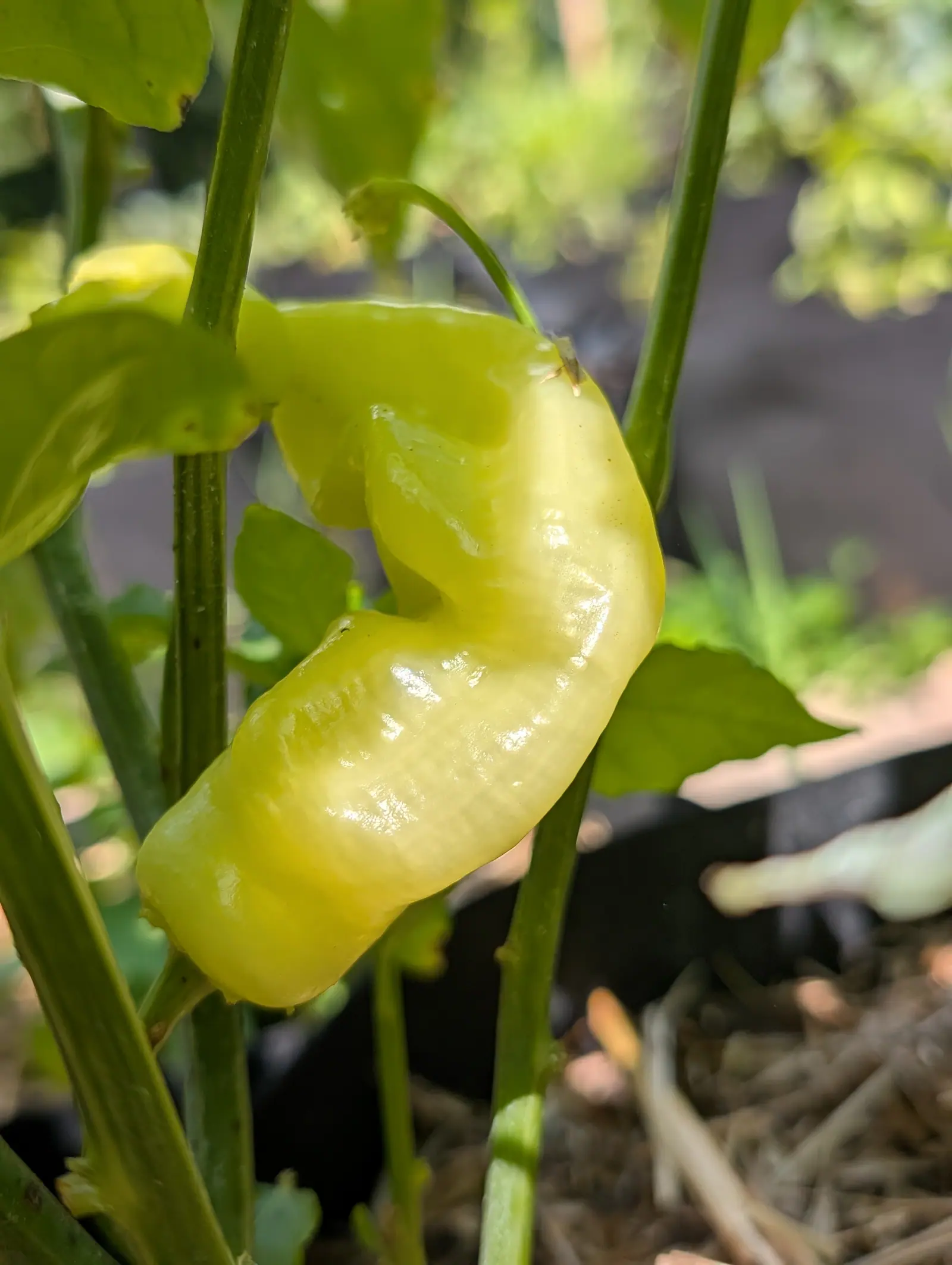 A pale yellow pepper, wrinkled and curled back on itself, hanging glossy in the sun among green stems with a black container blurred behind.