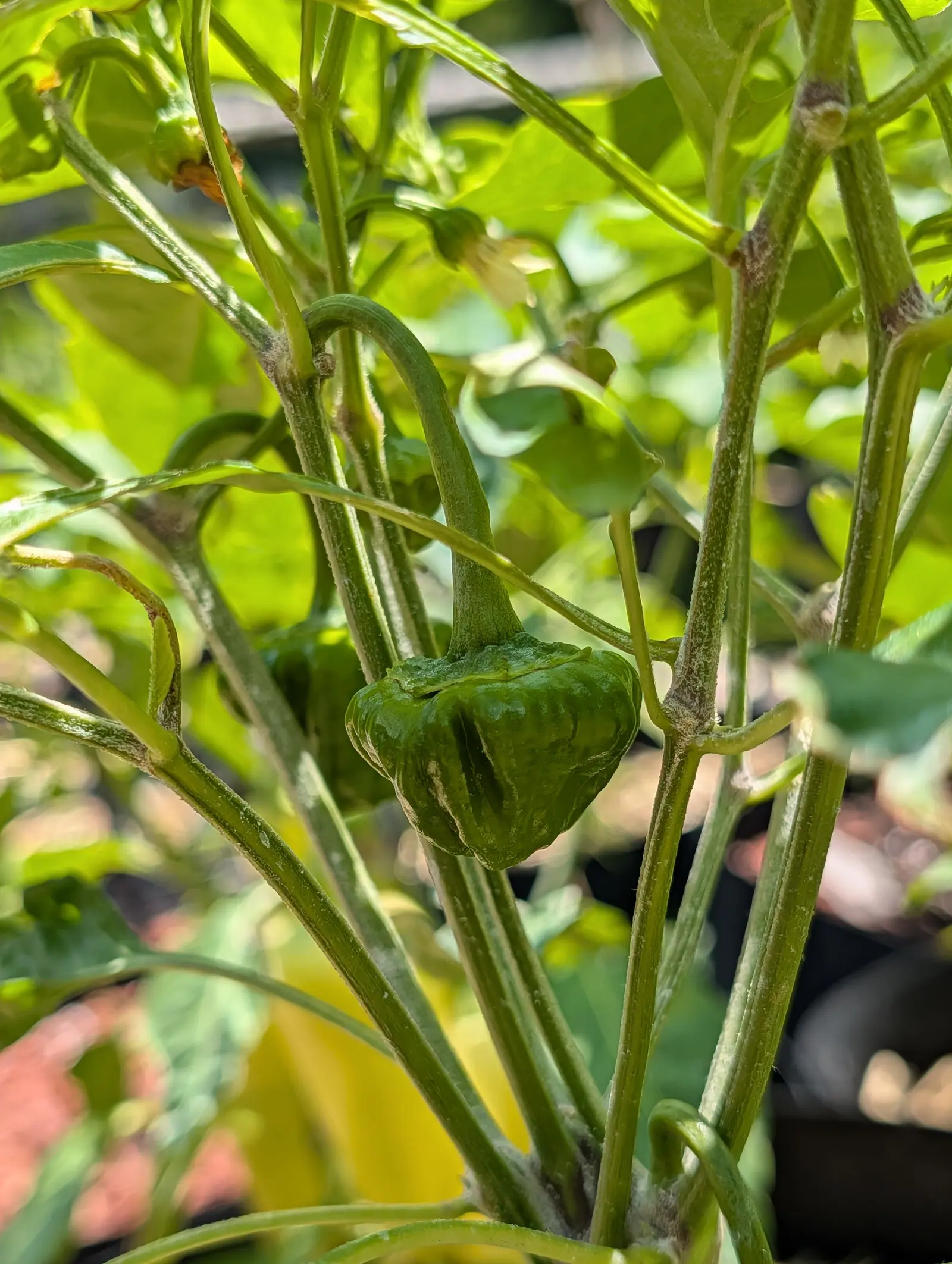 A small dark green pepper, squat and creased like a lantern, hanging at the centre of a pepper plant with sunlit leaves and a yellow bucket blurred below.