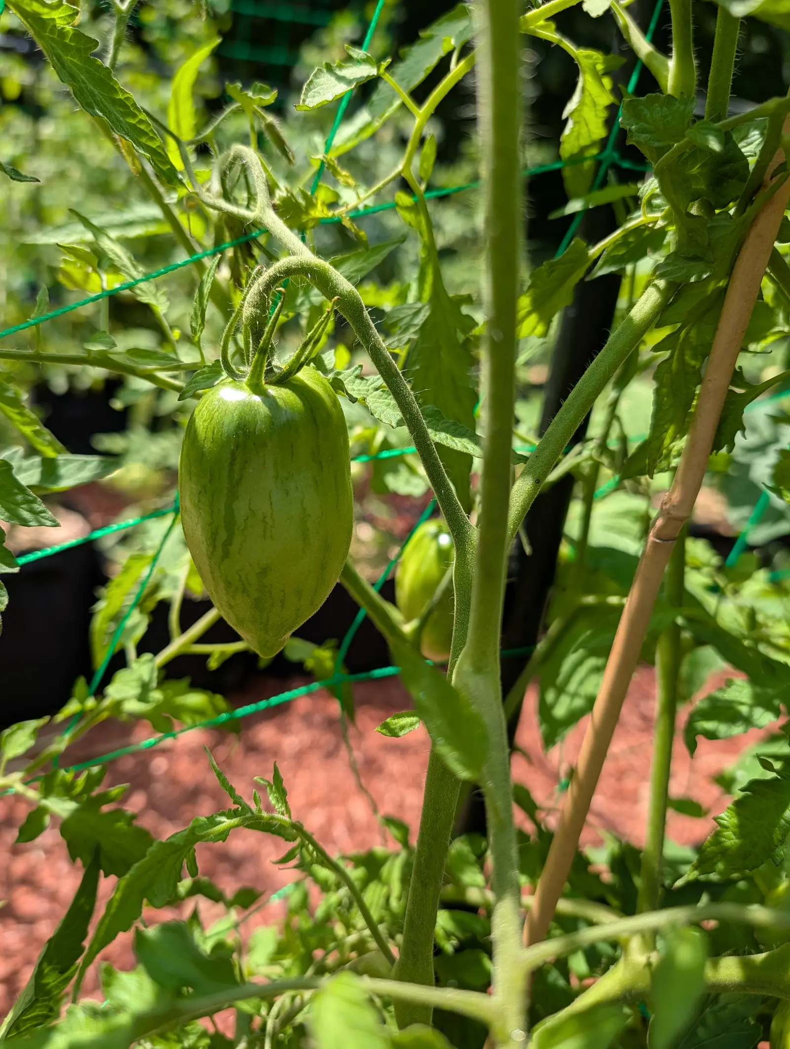 Elongated green tomatoes faintly striped, hanging beside a bamboo cane against green trellis netting, with red-orange mulch spread out of focus behind.